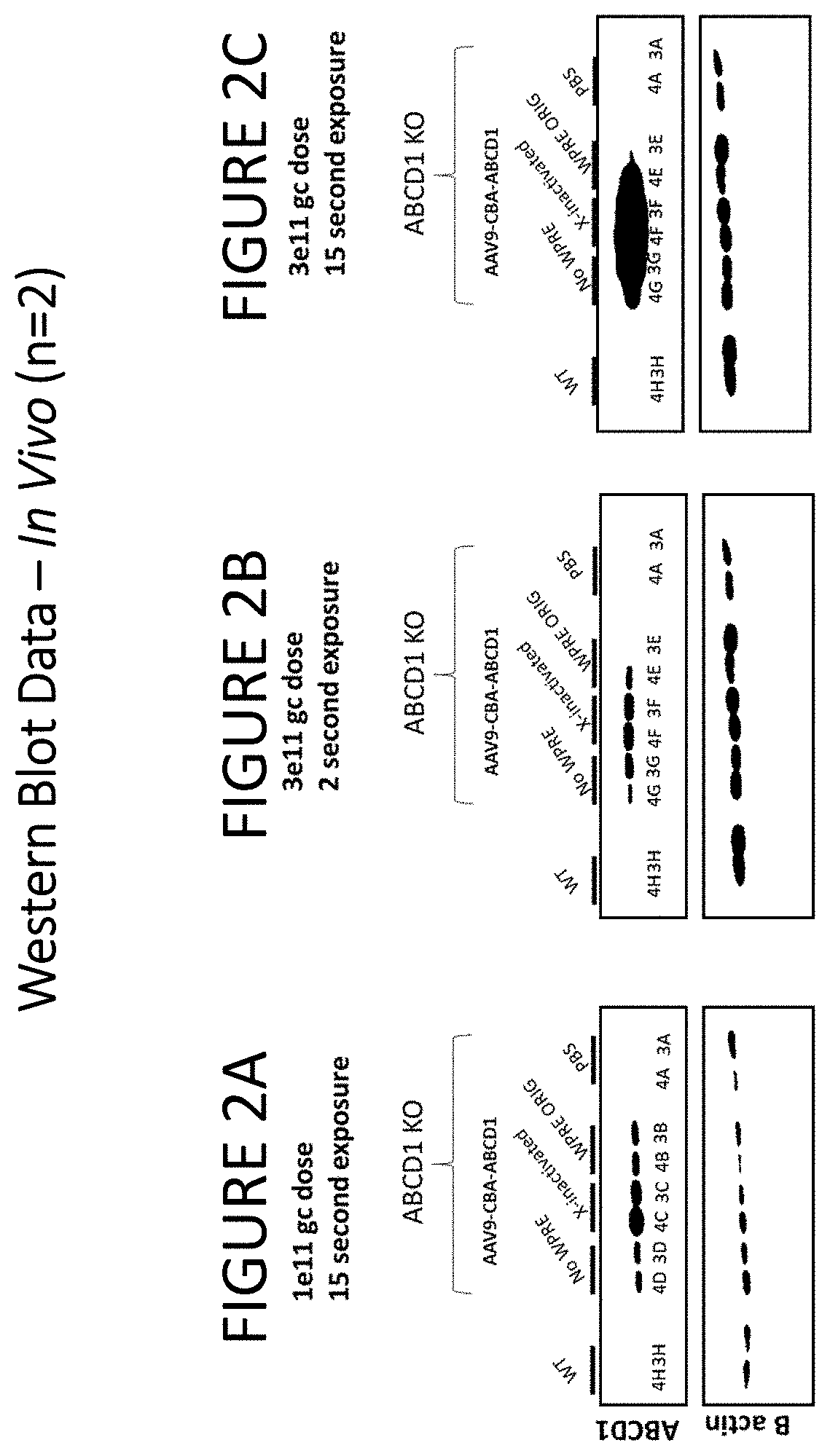 Patent US11779655 Figure 2 – AAV-ABCD1 constructs and use for treatment or prevention of adrenoleukodystrophy (ALD) and/or adrenomyeloneuropathy (AMN)