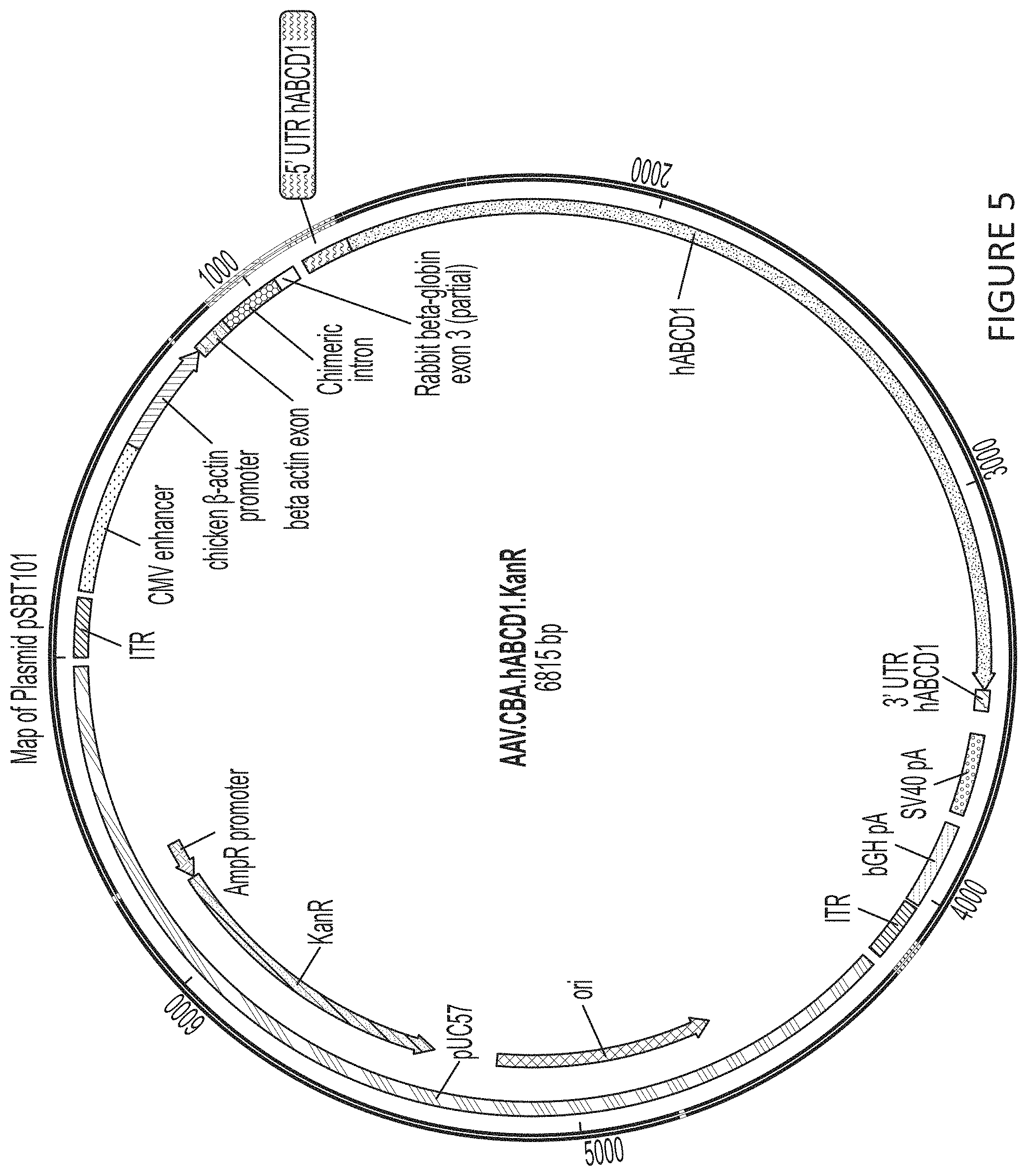 Patent US11779655 Figure 5 – AAV-ABCD1 constructs and use for treatment or prevention of adrenoleukodystrophy (ALD) and/or adrenomyeloneuropathy (AMN)