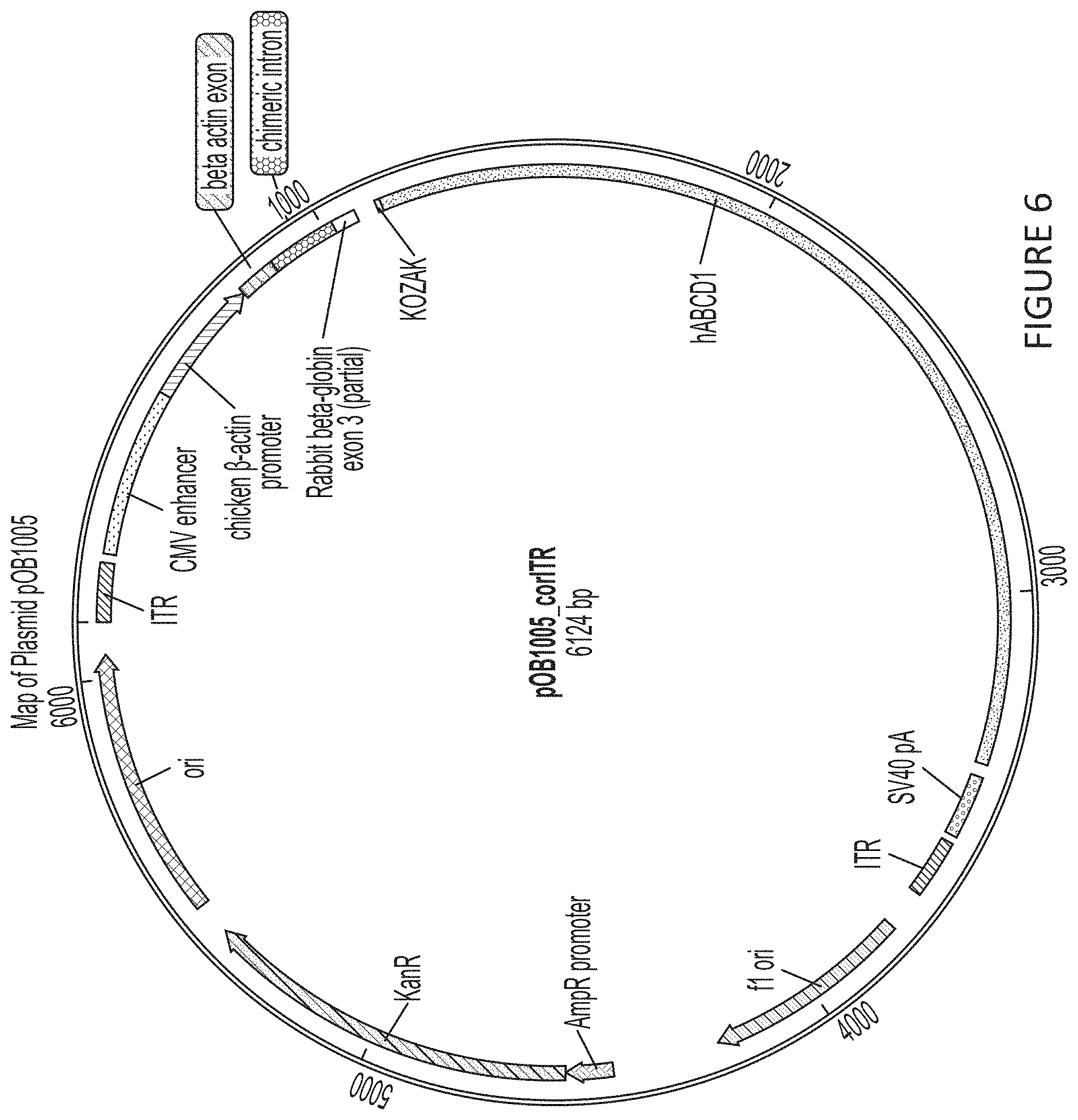 Patent US11779655 Figure 6 – AAV-ABCD1 constructs and use for treatment or prevention of adrenoleukodystrophy (ALD) and/or adrenomyeloneuropathy (AMN)