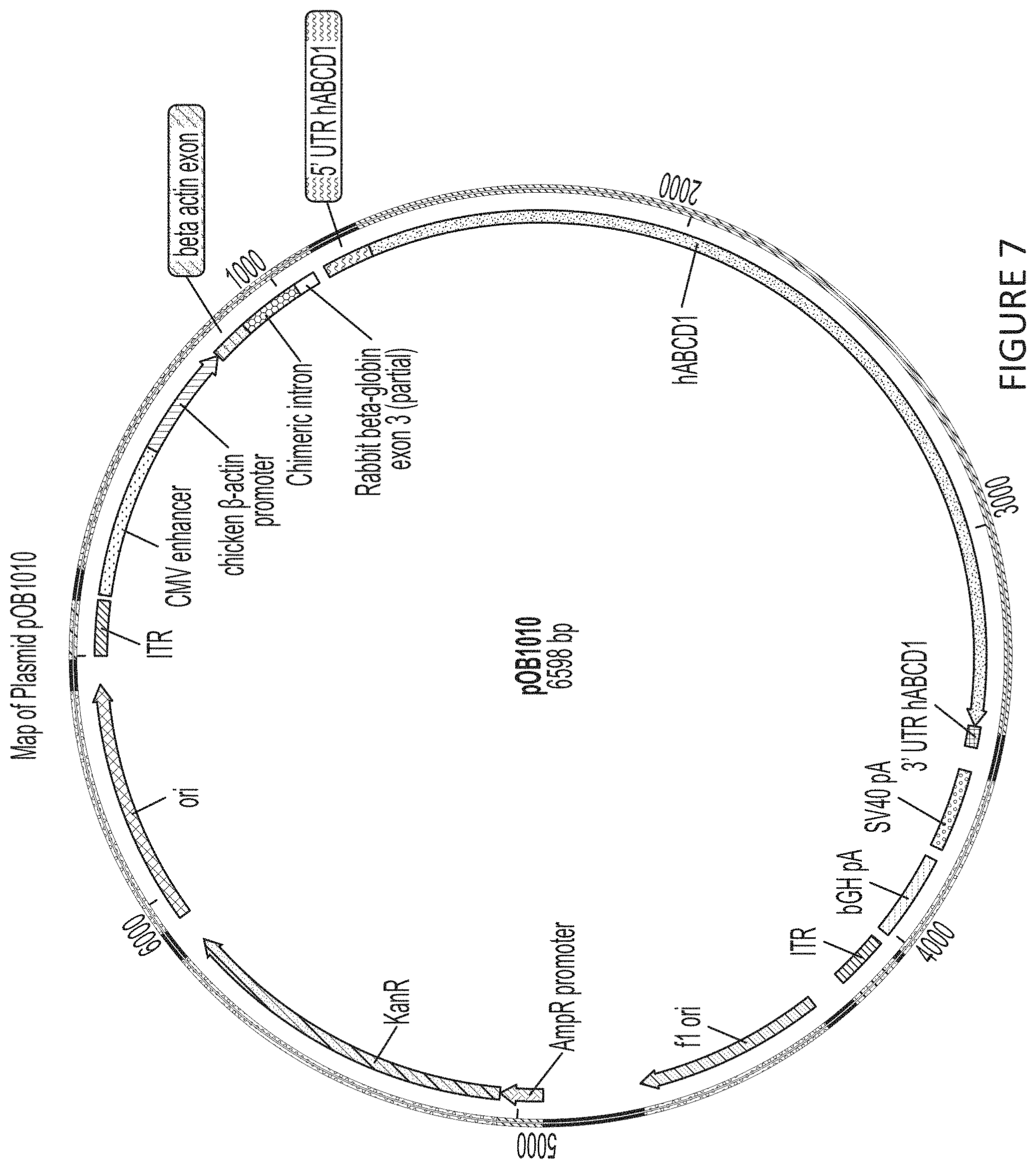 Patent US11779655 Figure 7 – AAV-ABCD1 constructs and use for treatment or prevention of adrenoleukodystrophy (ALD) and/or adrenomyeloneuropathy (AMN)