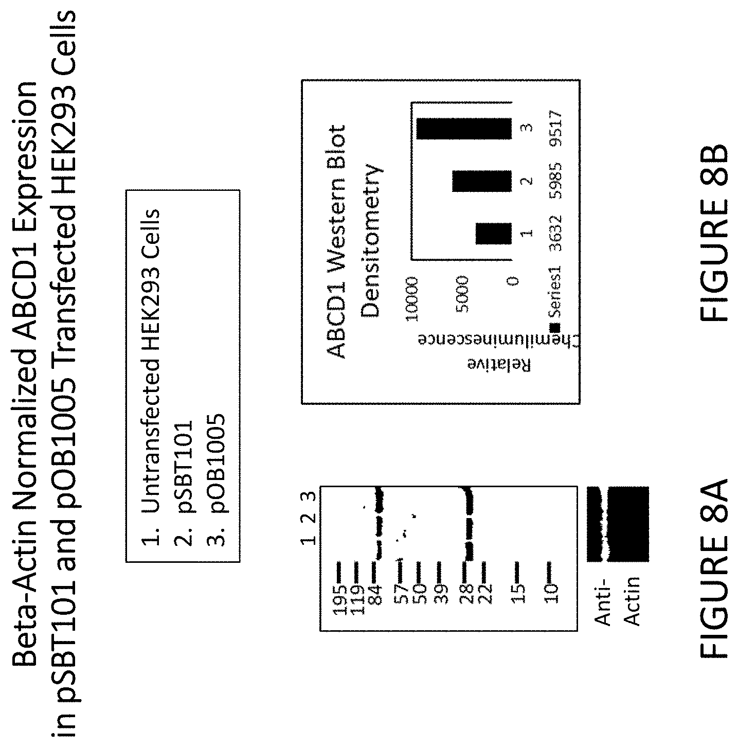 Patent US11779655 Figure 8 – AAV-ABCD1 constructs and use for treatment or prevention of adrenoleukodystrophy (ALD) and/or adrenomyeloneuropathy (AMN)