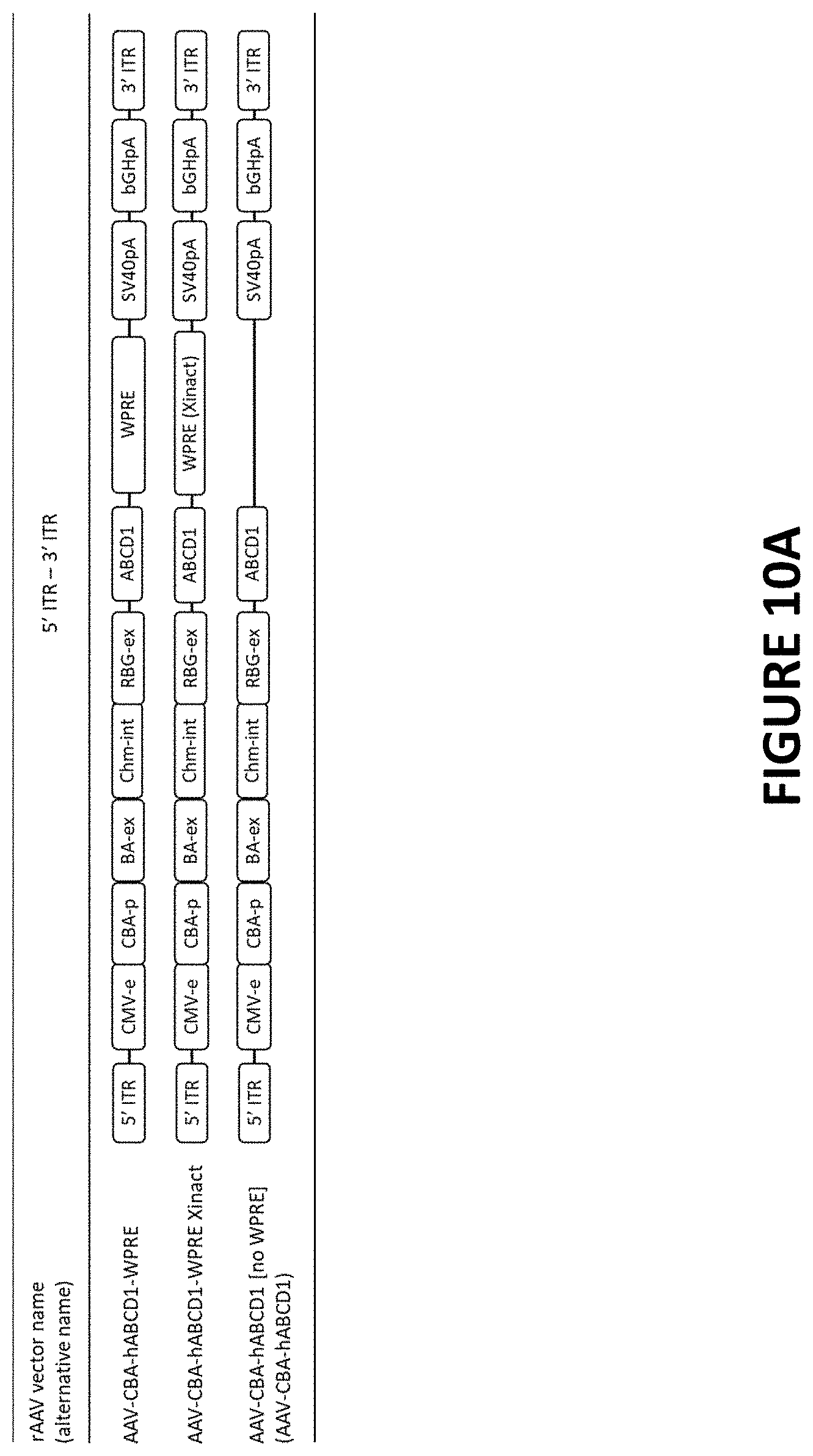 Patent US11779655 Figure 10 – AAV-ABCD1 constructs and use for treatment or prevention of adrenoleukodystrophy (ALD) and/or adrenomyeloneuropathy (AMN)