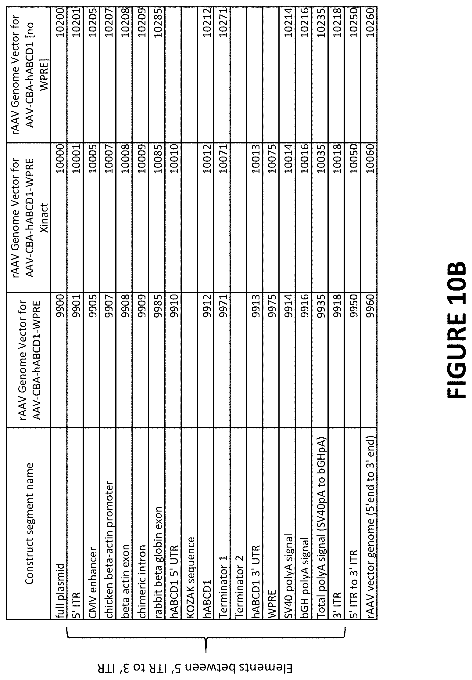 Patent US11779655 Figure 11 – AAV-ABCD1 constructs and use for treatment or prevention of adrenoleukodystrophy (ALD) and/or adrenomyeloneuropathy (AMN)