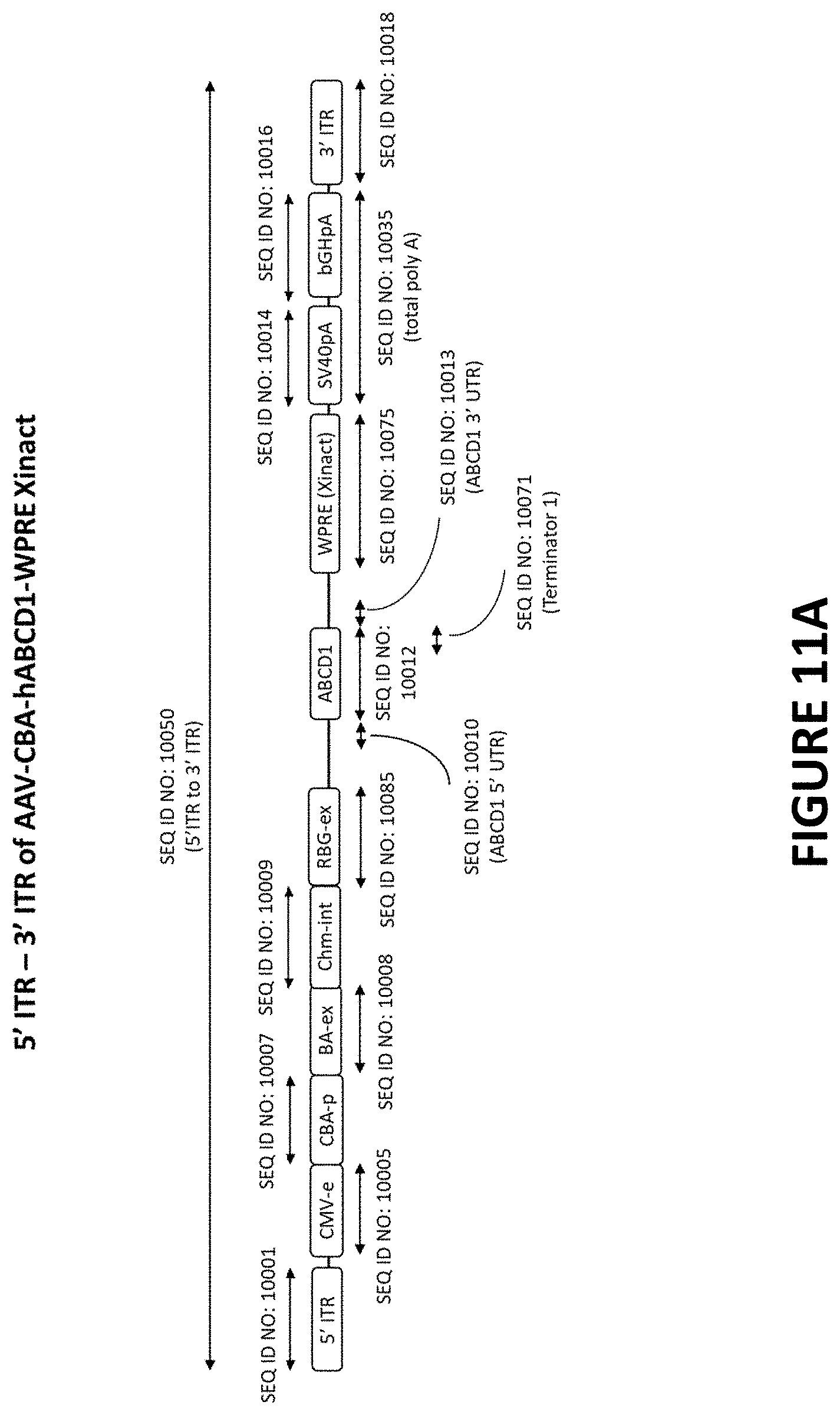Patent US11779655 Figure 12 – AAV-ABCD1 constructs and use for treatment or prevention of adrenoleukodystrophy (ALD) and/or adrenomyeloneuropathy (AMN)