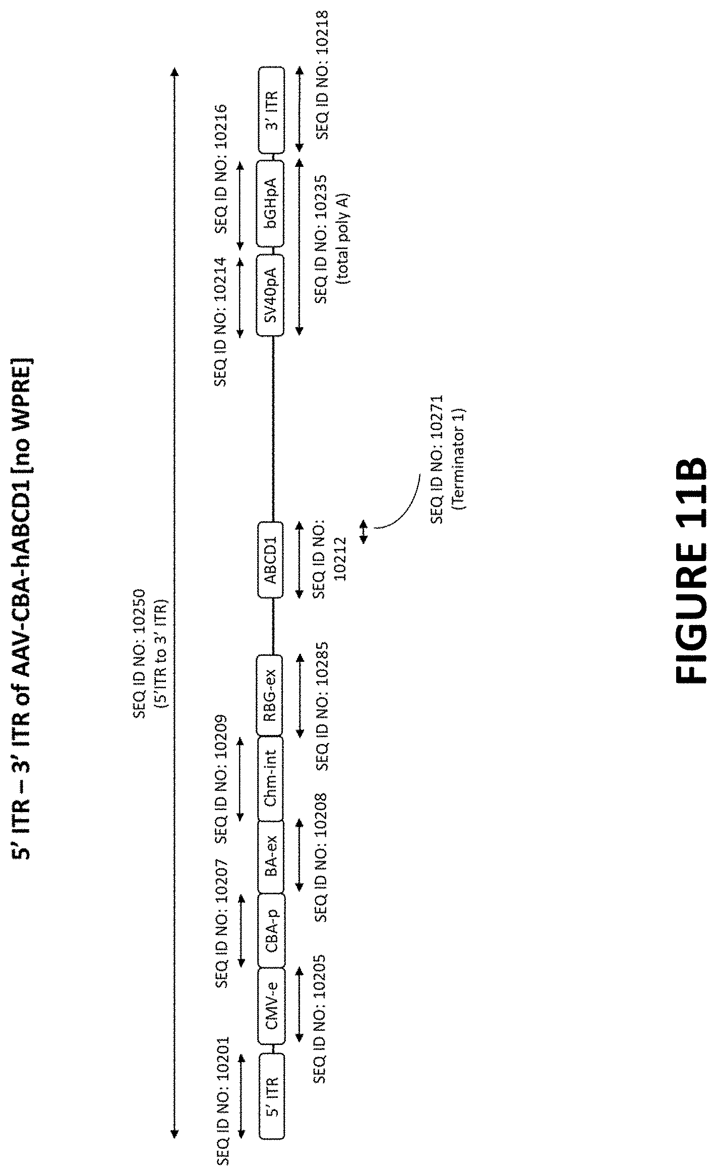 Patent US11779655 Figure 13 – AAV-ABCD1 constructs and use for treatment or prevention of adrenoleukodystrophy (ALD) and/or adrenomyeloneuropathy (AMN)