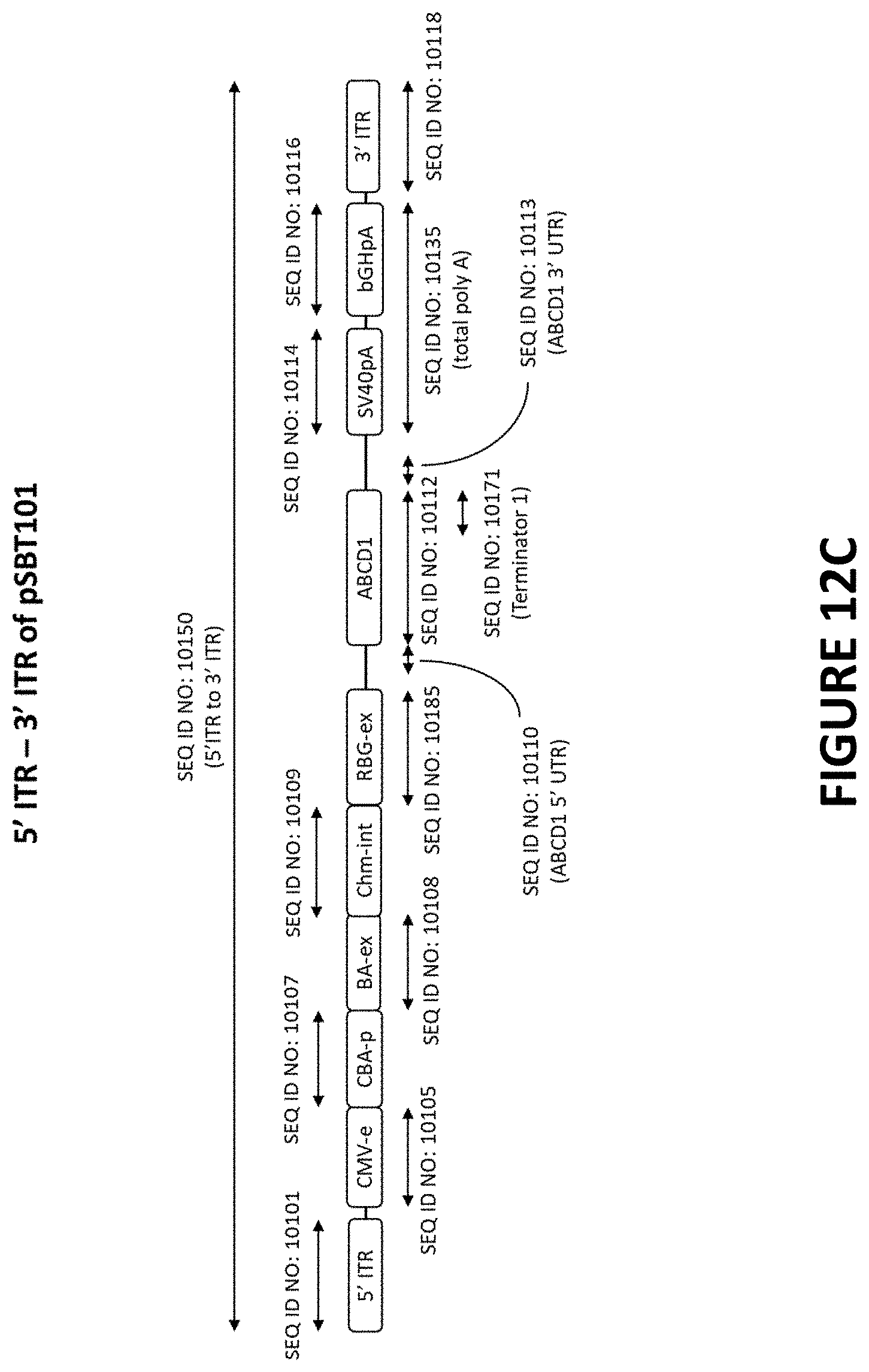 Patent US11779655 Figure 16 – AAV-ABCD1 constructs and use for treatment or prevention of adrenoleukodystrophy (ALD) and/or adrenomyeloneuropathy (AMN)
