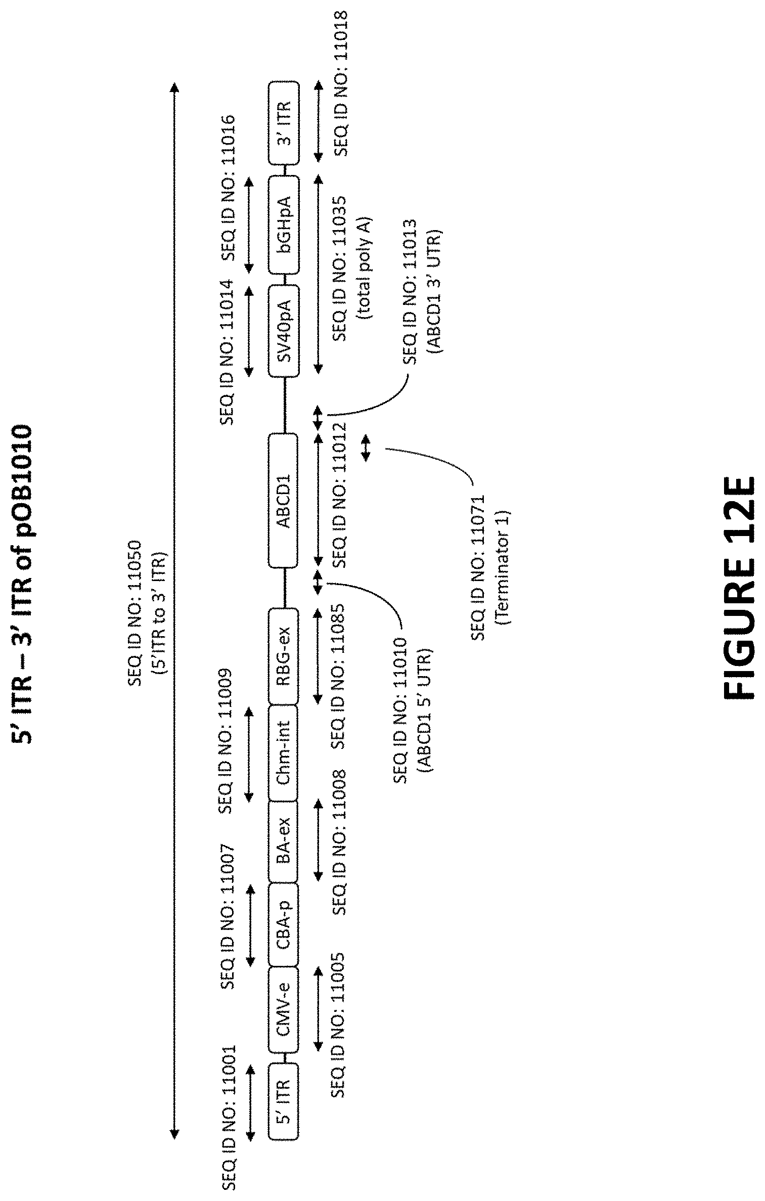 Patent US11779655 Figure 18 – AAV-ABCD1 constructs and use for treatment or prevention of adrenoleukodystrophy (ALD) and/or adrenomyeloneuropathy (AMN)