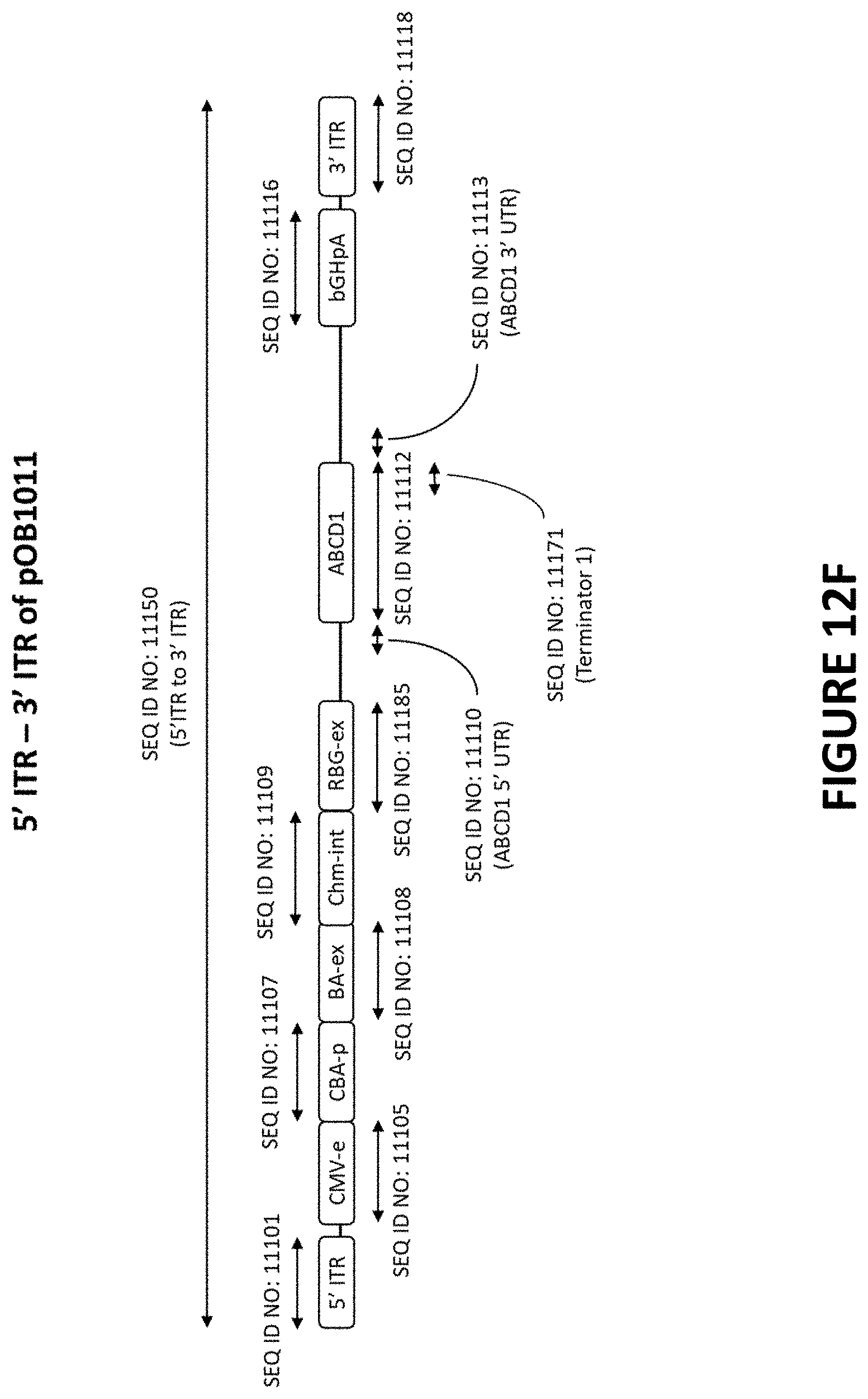 Patent US11779655 Figure 19 – AAV-ABCD1 constructs and use for treatment or prevention of adrenoleukodystrophy (ALD) and/or adrenomyeloneuropathy (AMN)