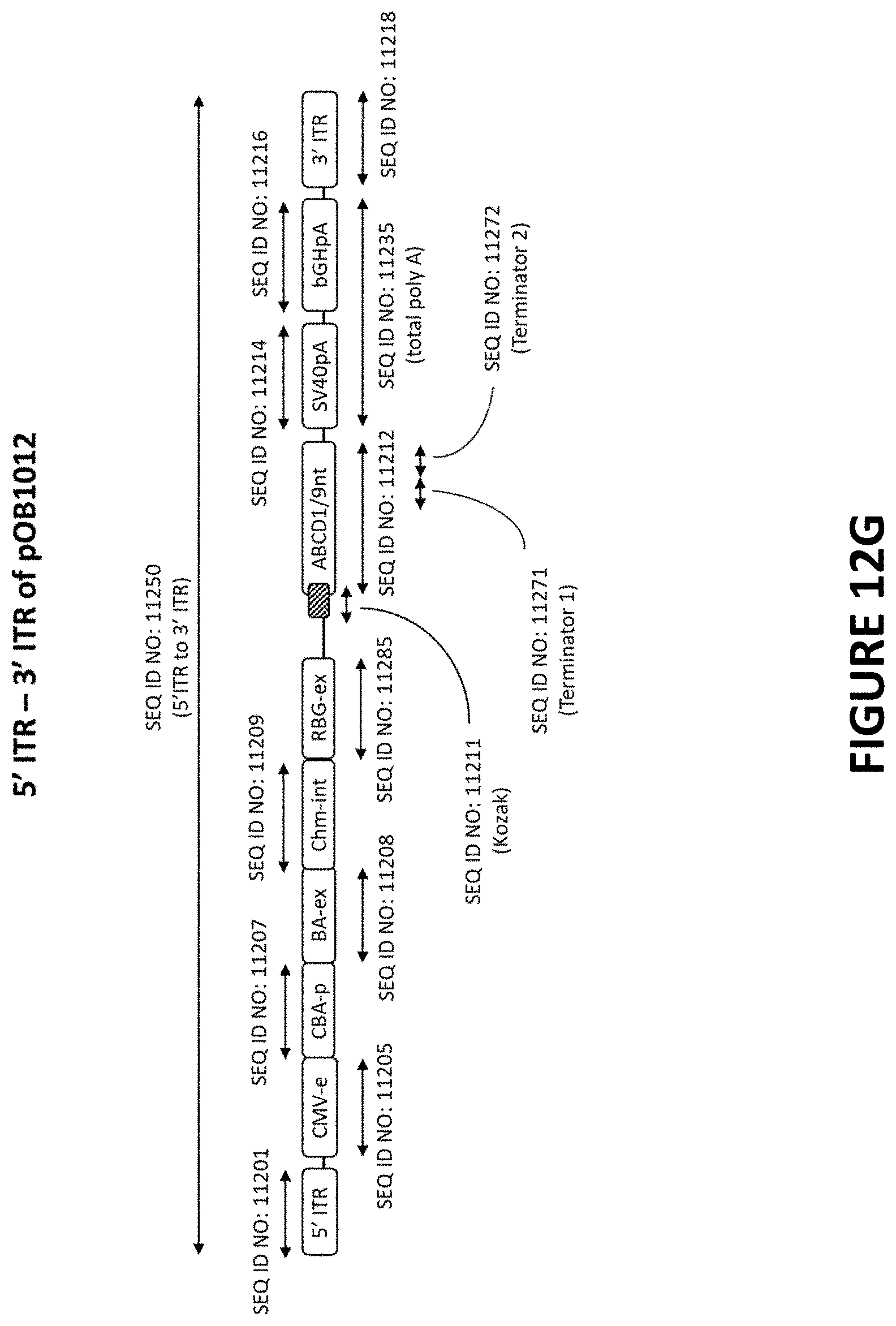 Patent US11779655 Figure 20 – AAV-ABCD1 constructs and use for treatment or prevention of adrenoleukodystrophy (ALD) and/or adrenomyeloneuropathy (AMN)