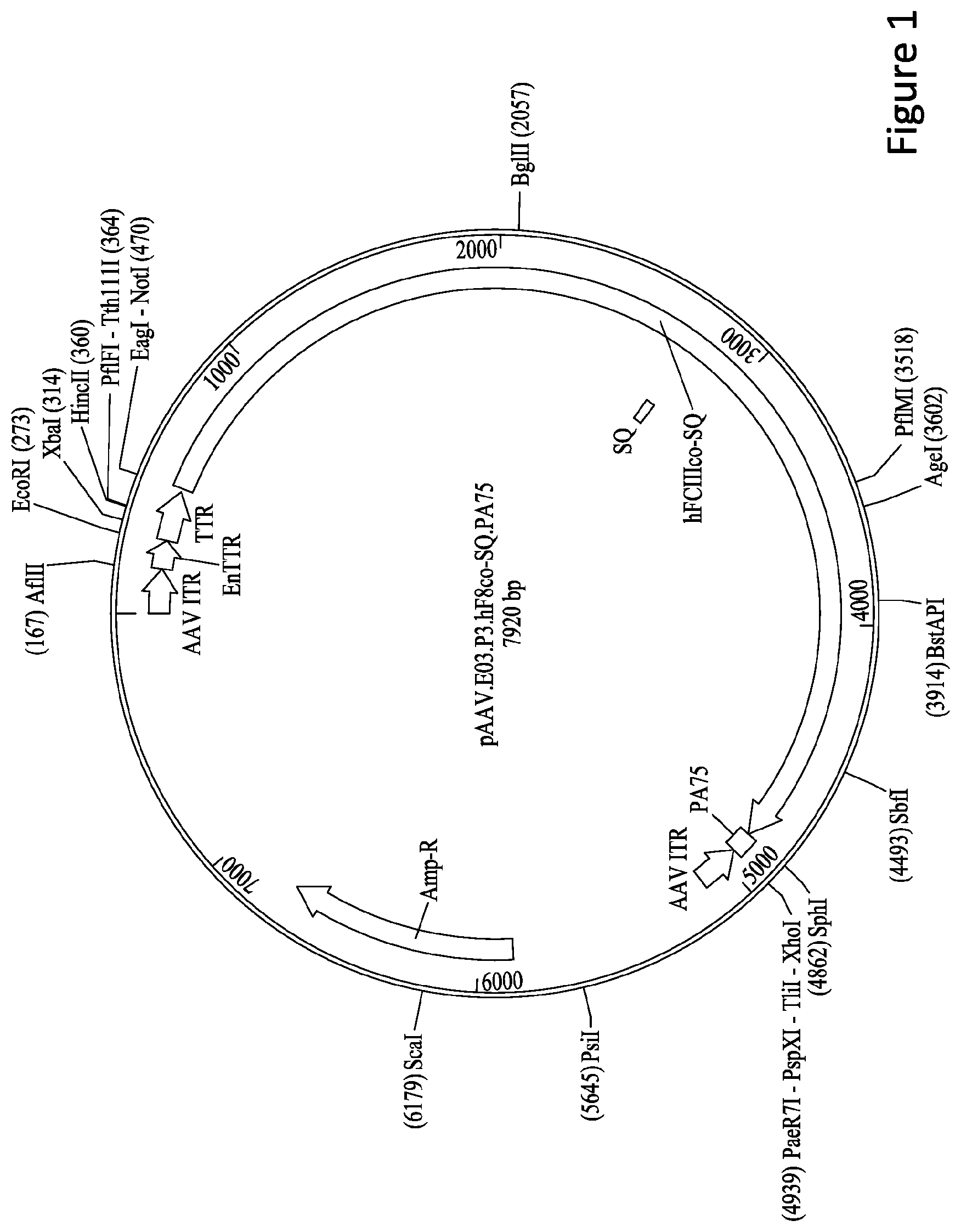 Patent US11779656 Figure 1 – Gene therapy for treating hemophilia A