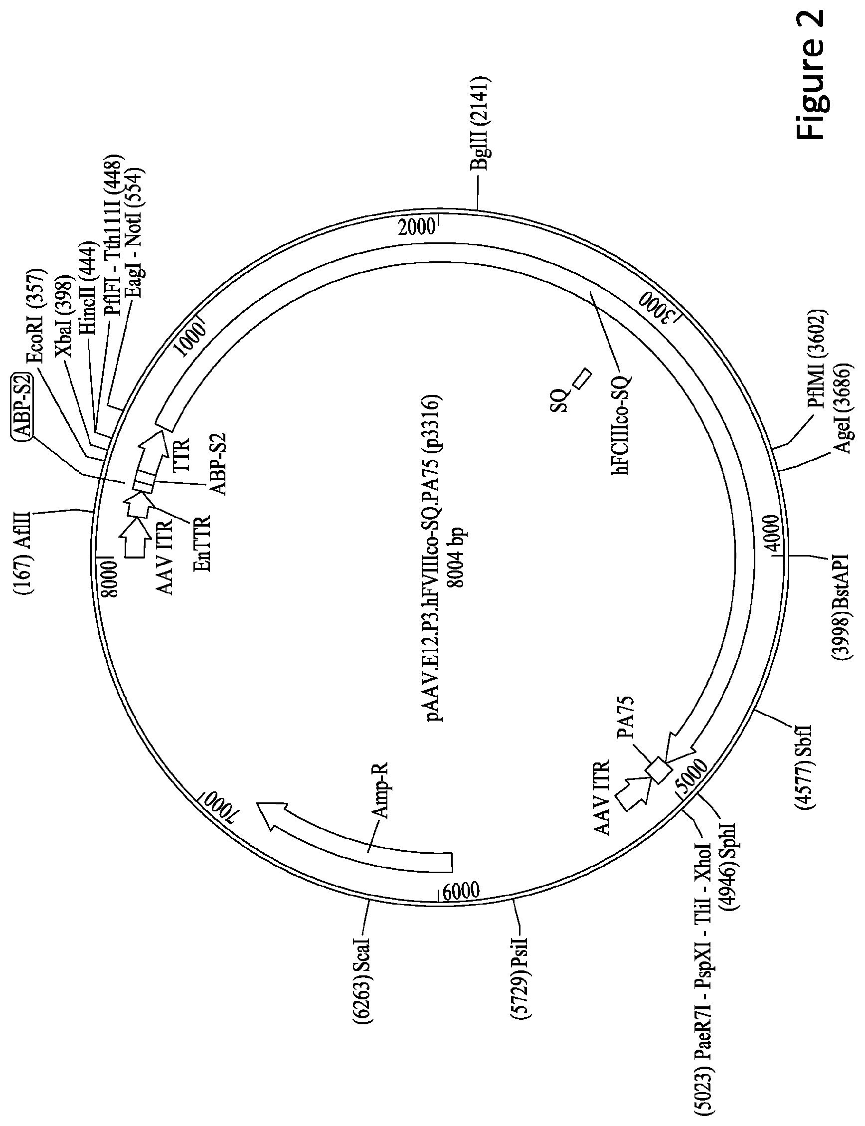 Patent US11779656 Figure 2 – Gene therapy for treating hemophilia A