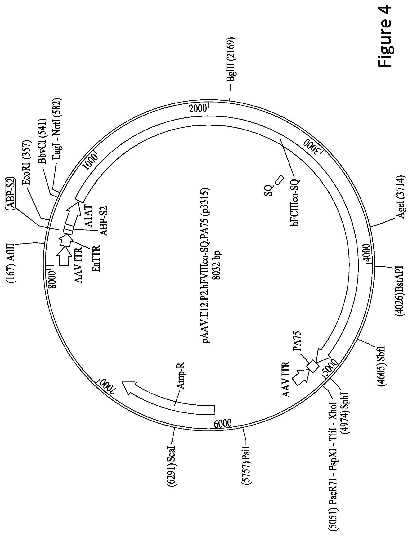 Patent US11779656 Figure 4 – Gene therapy for treating hemophilia A
