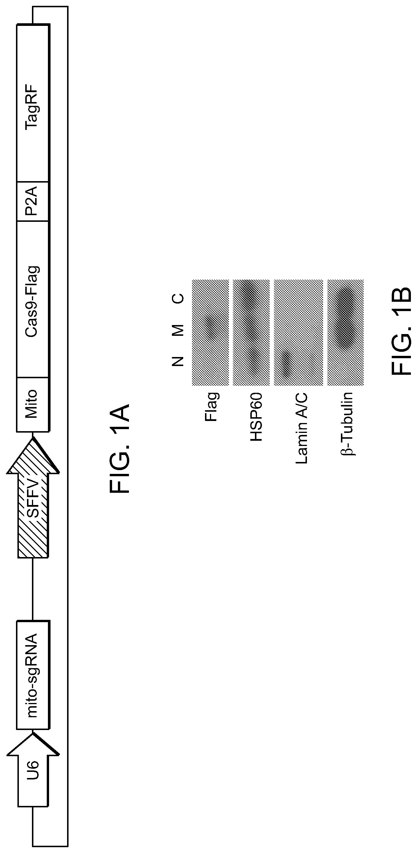 Patent US11779657 — Compositions and methods for mitochondrial genome editing — Figure 1