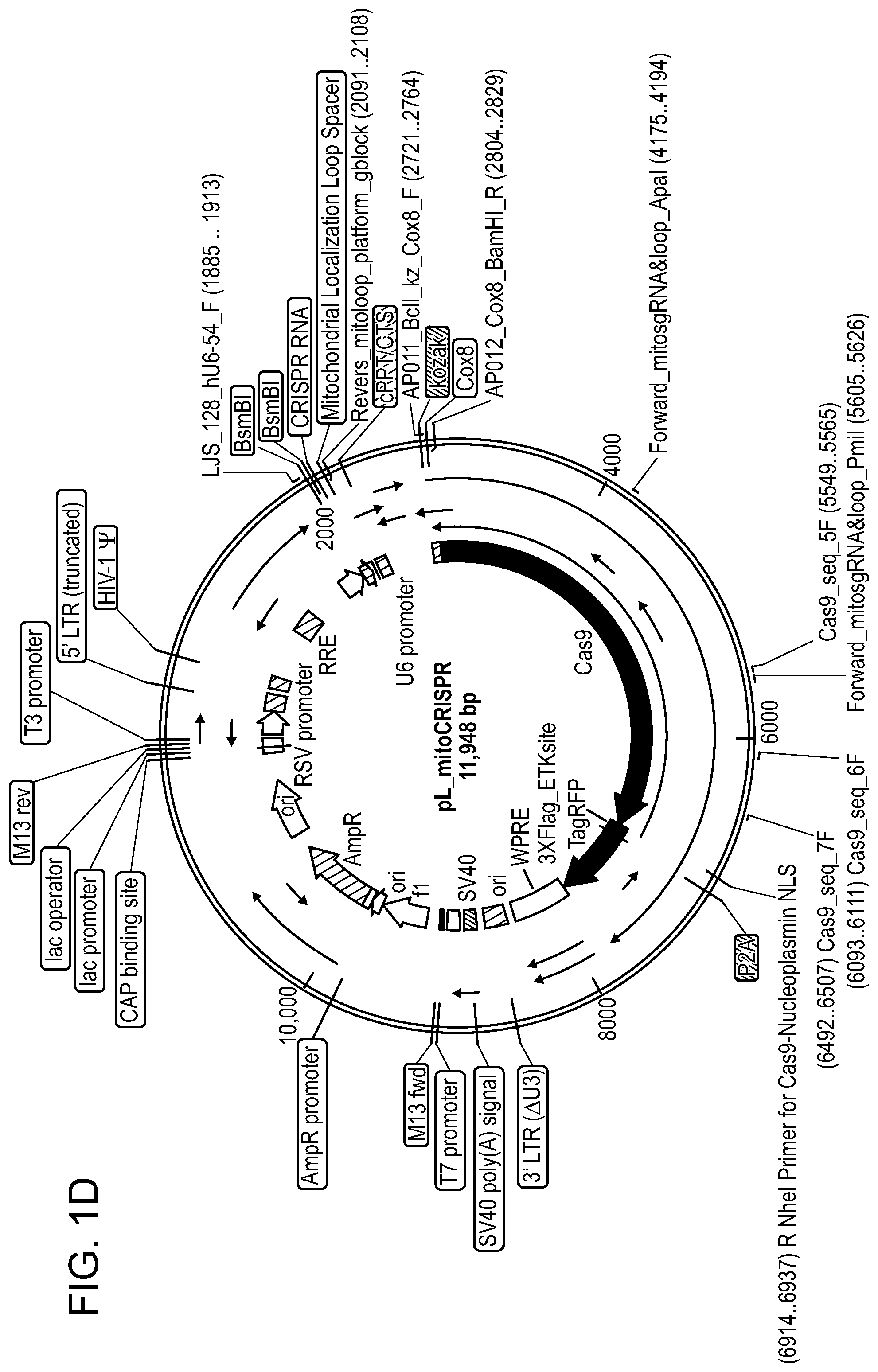 Patent US11779657 Figure 3 – Compositions and methods for mitochondrial genome editing