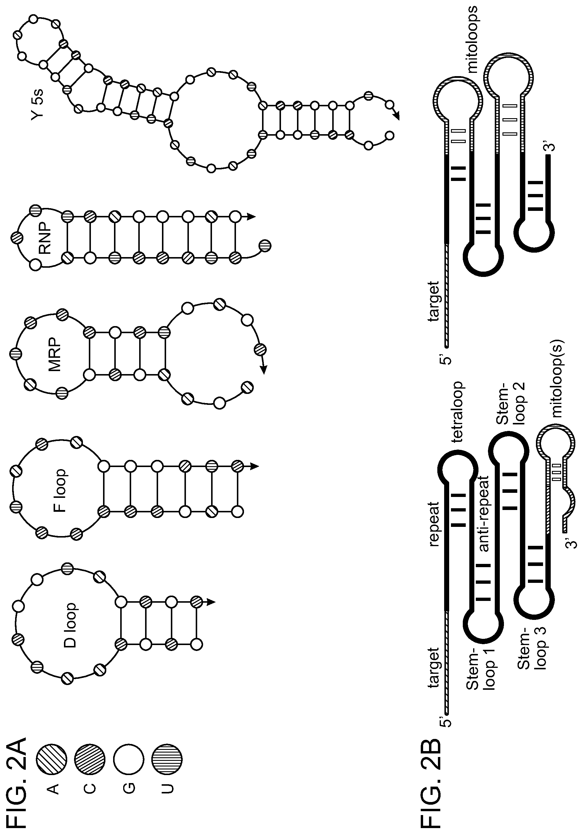 Patent US11779657 Figure 4 – Compositions and methods for mitochondrial genome editing