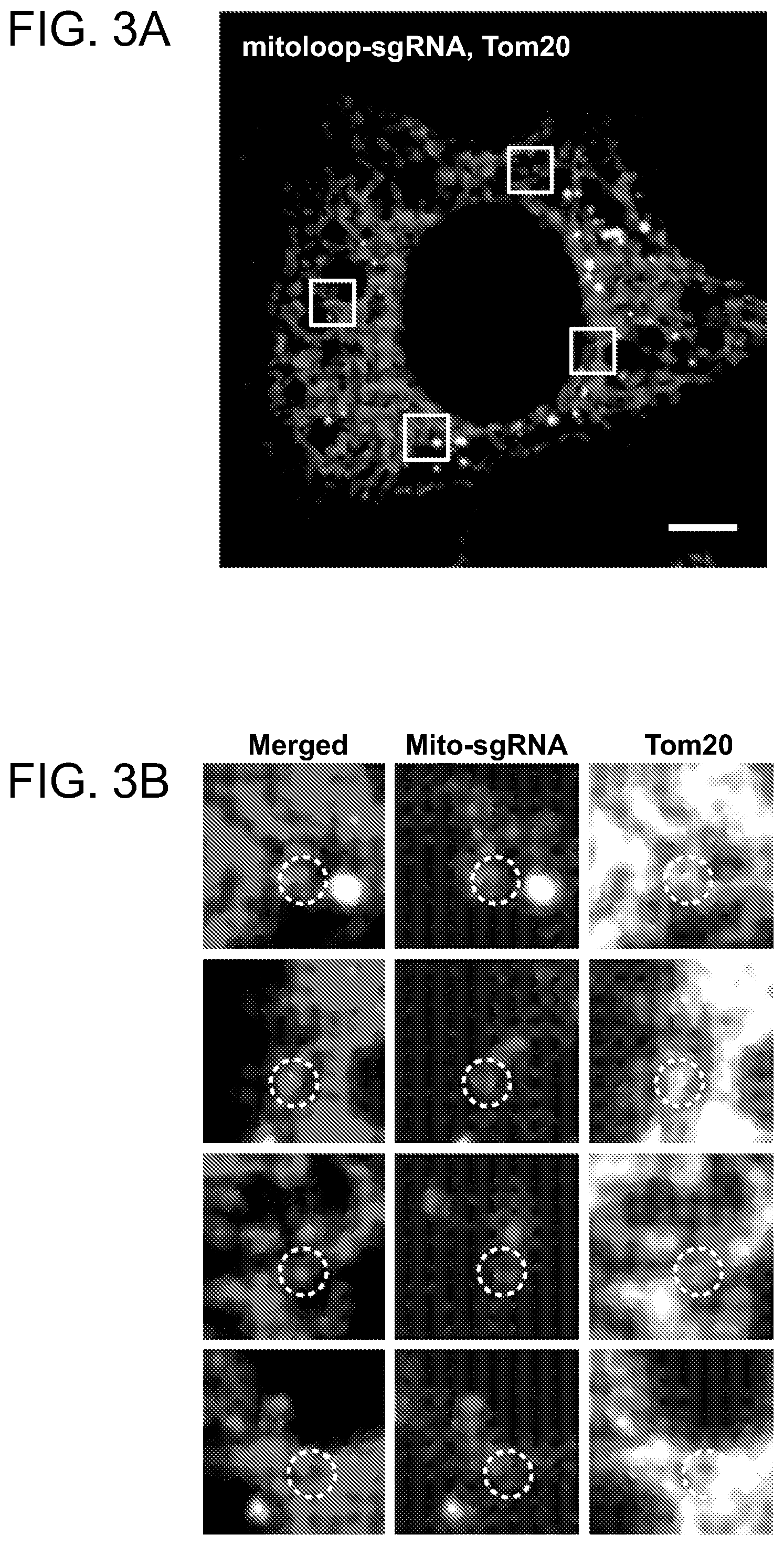Patent US11779657 Figure 5 – Compositions and methods for mitochondrial genome editing