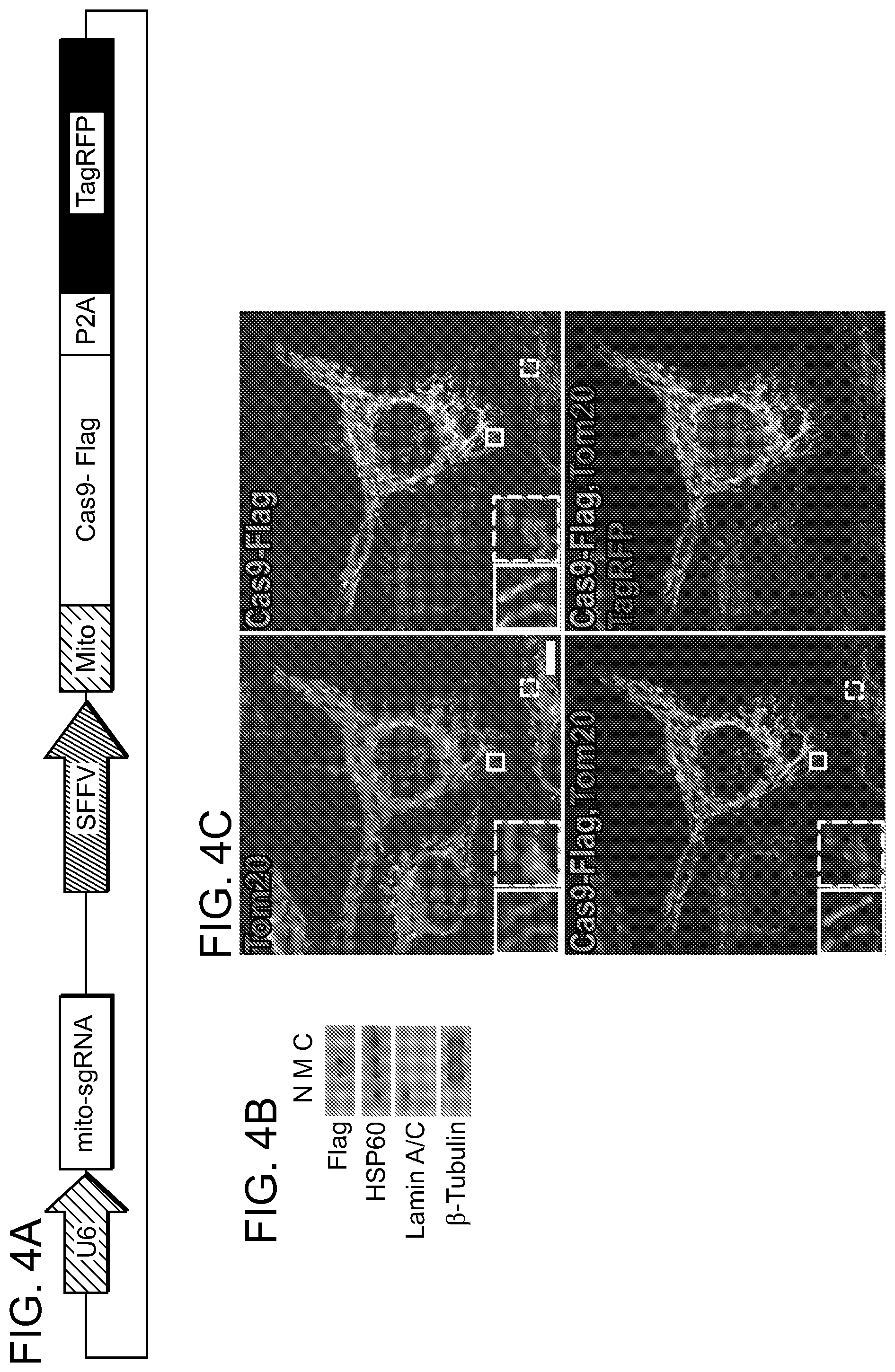 Patent US11779657 Figure 6 – Compositions and methods for mitochondrial genome editing