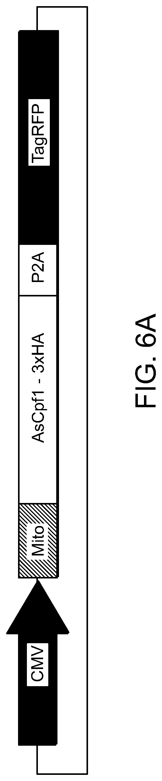 Patent US11779657 Figure 8 – Compositions and methods for mitochondrial genome editing