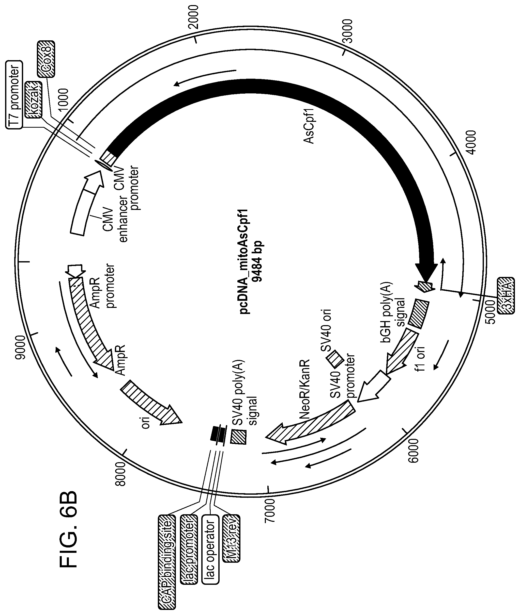 Patent US11779657 Figure 9 – Compositions and methods for mitochondrial genome editing