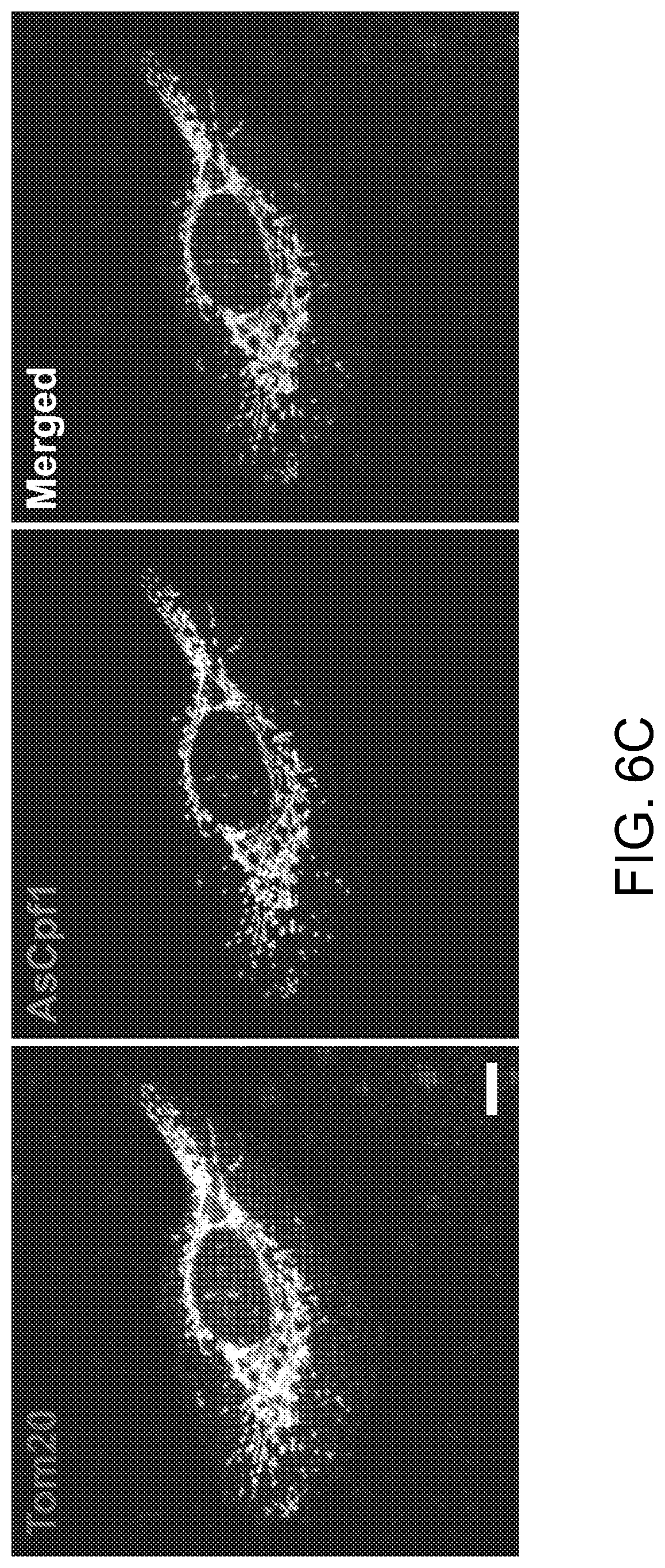 Patent US11779657 Figure 10 – Compositions and methods for mitochondrial genome editing