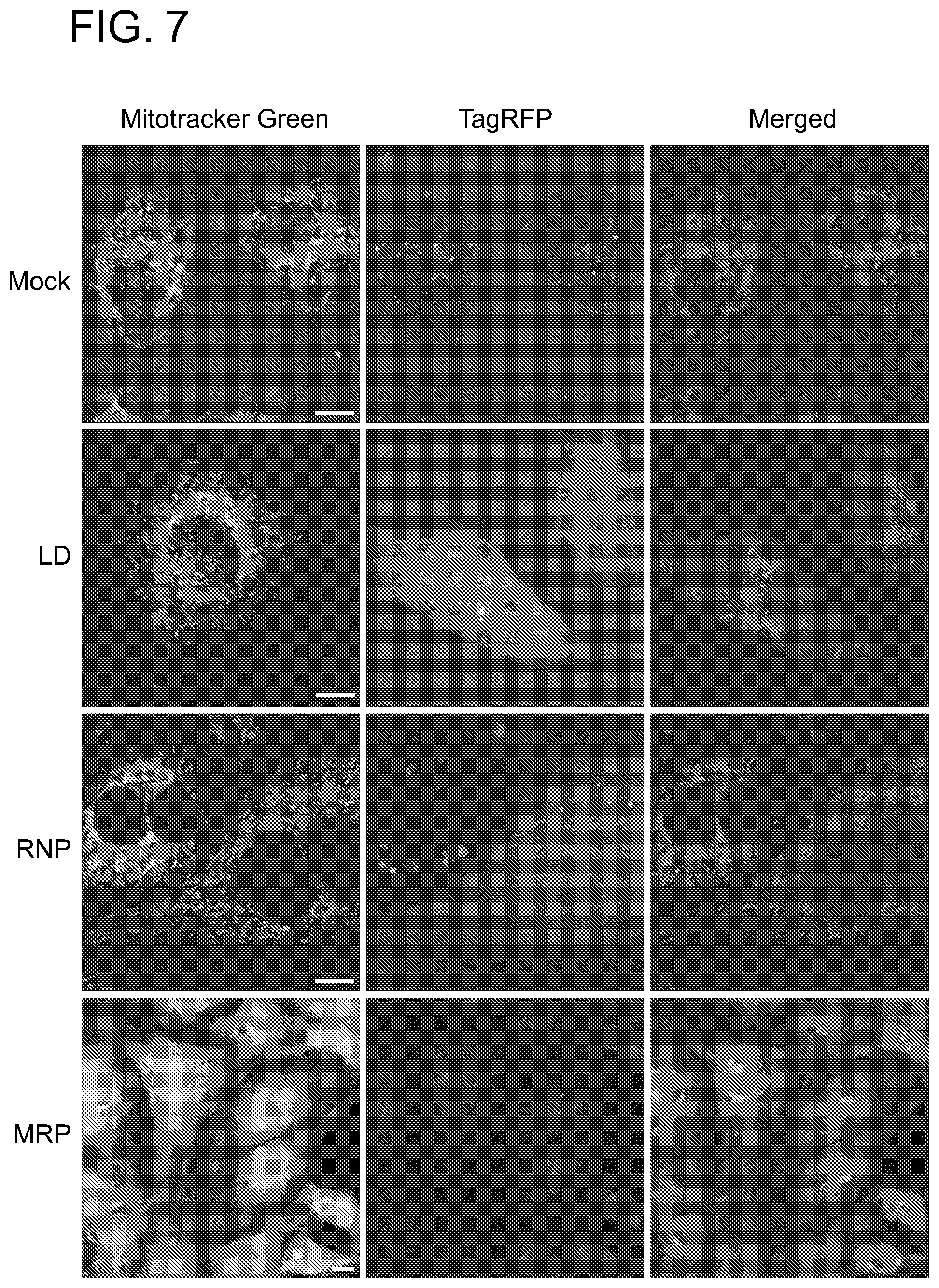 Patent US11779657 Figure 11 – Compositions and methods for mitochondrial genome editing