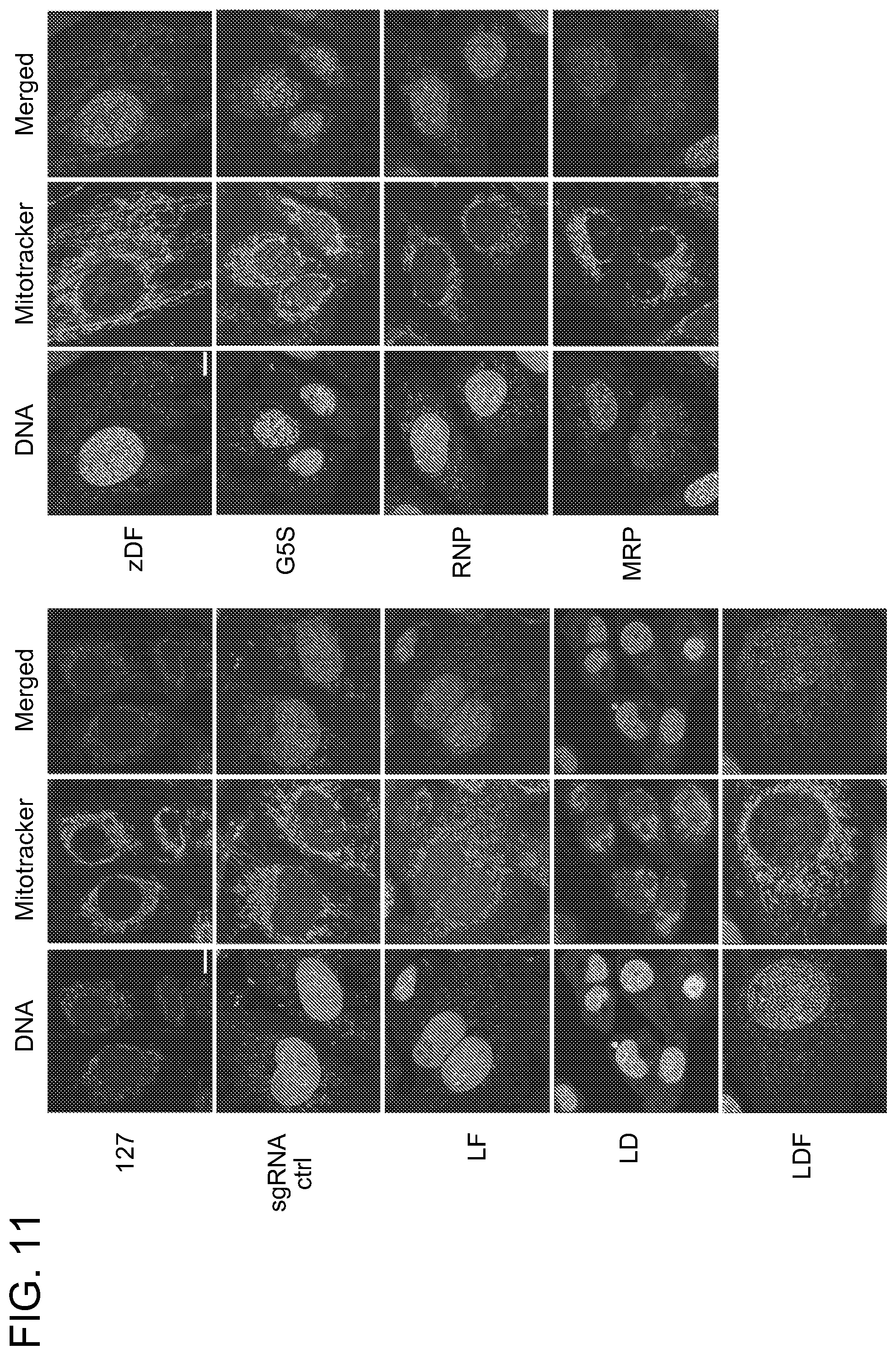 Patent US11779657 Figure 15 – Compositions and methods for mitochondrial genome editing