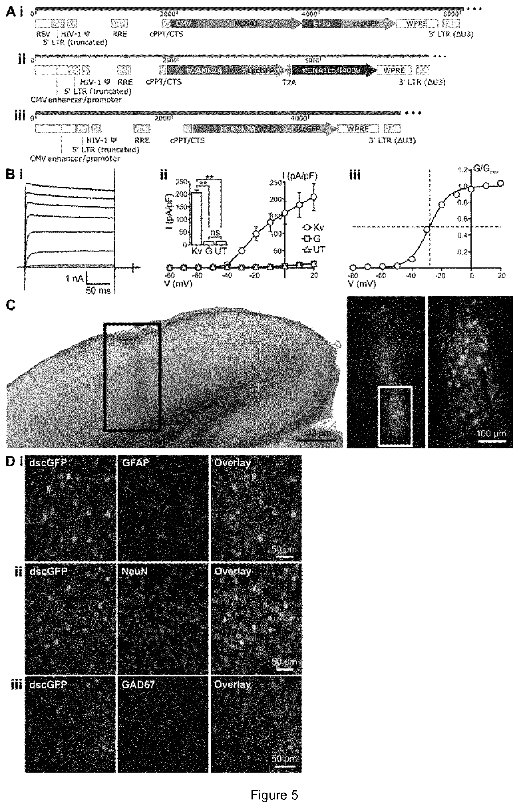Patent US11779658 Figure 5 – Expression vectors comprising engineered genes
