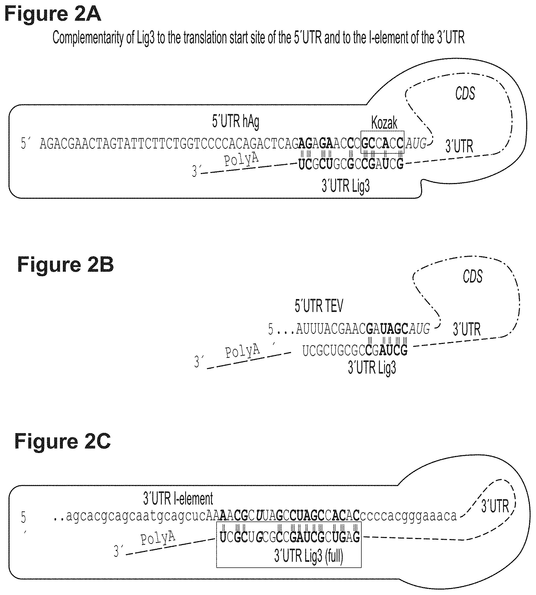 Patent US11779659 Figure 2 – RNA constructs and uses thereof