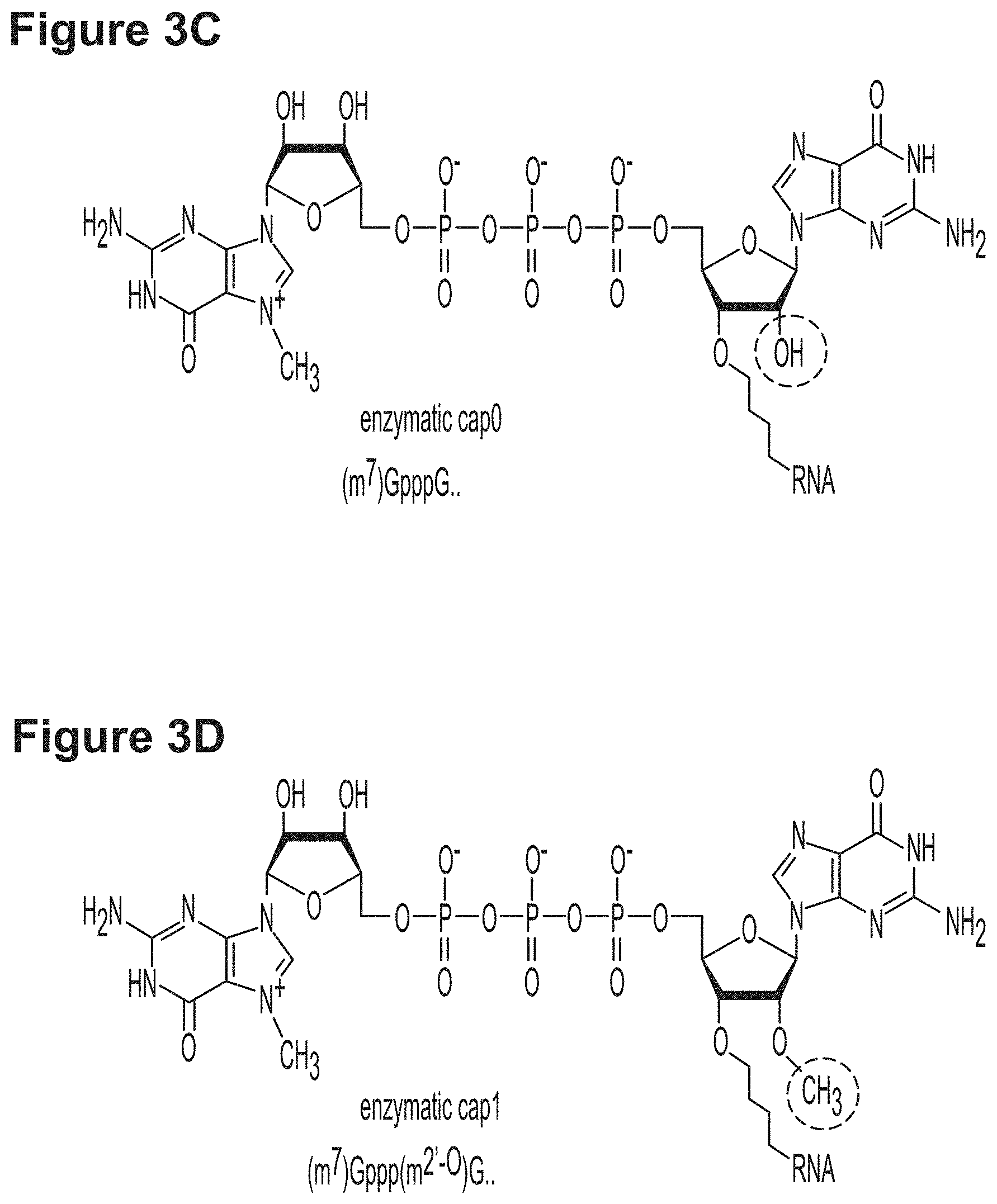 Patent US11779659 Figure 4 – RNA constructs and uses thereof