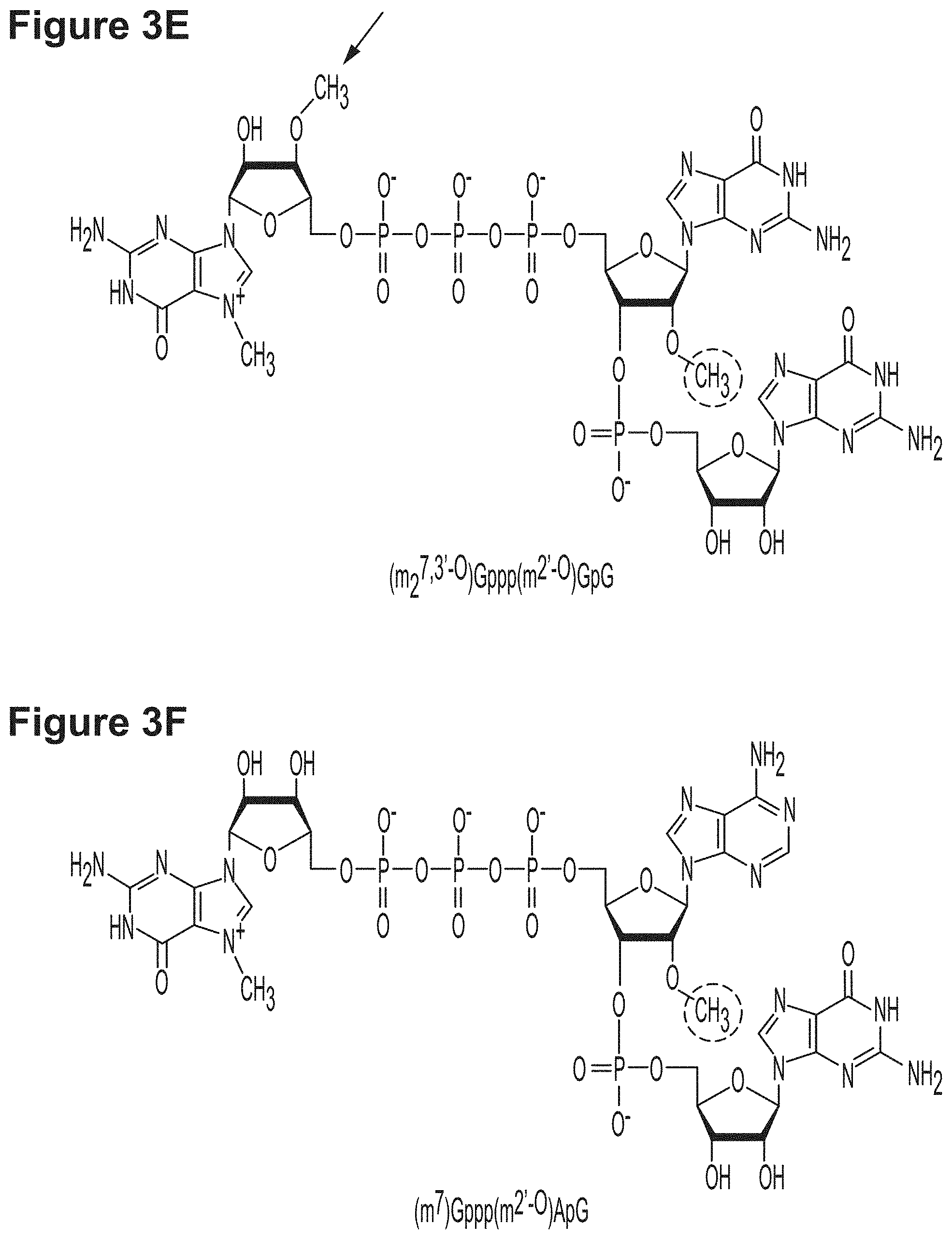 Patent US11779659 Figure 5 – RNA constructs and uses thereof