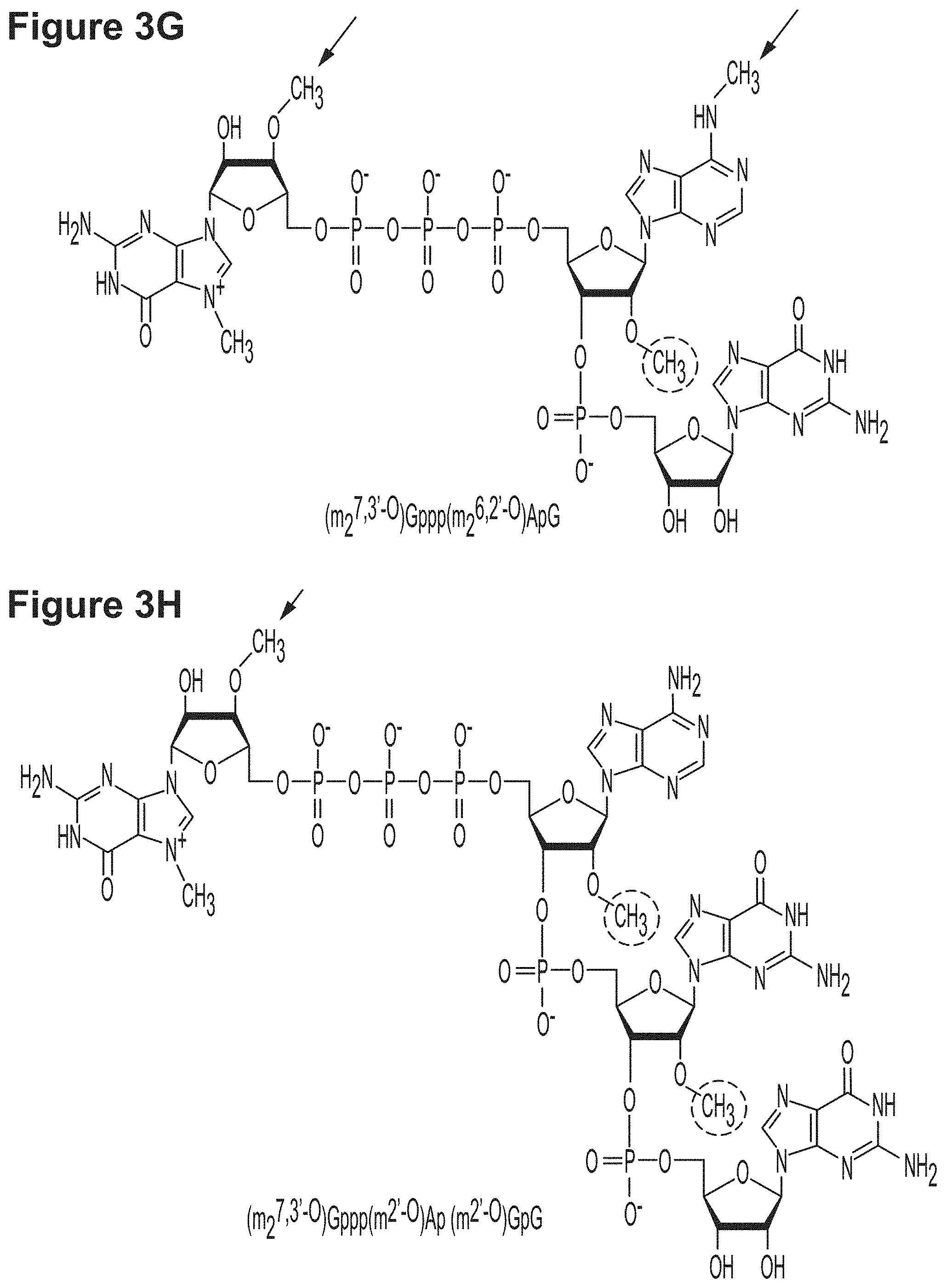 Patent US11779659 Figure 6 – RNA constructs and uses thereof