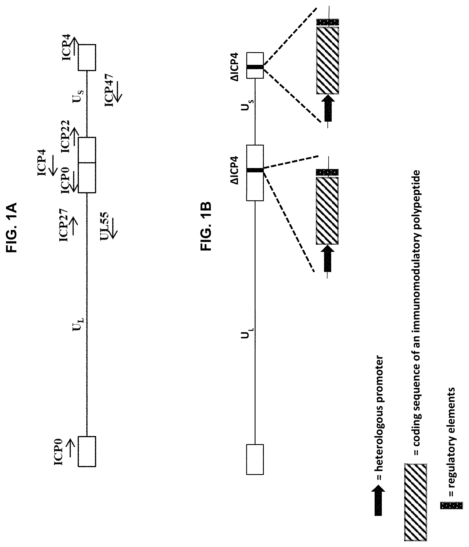 Patent US11779660 Figure 1 – Viral vectors for cancer therapy