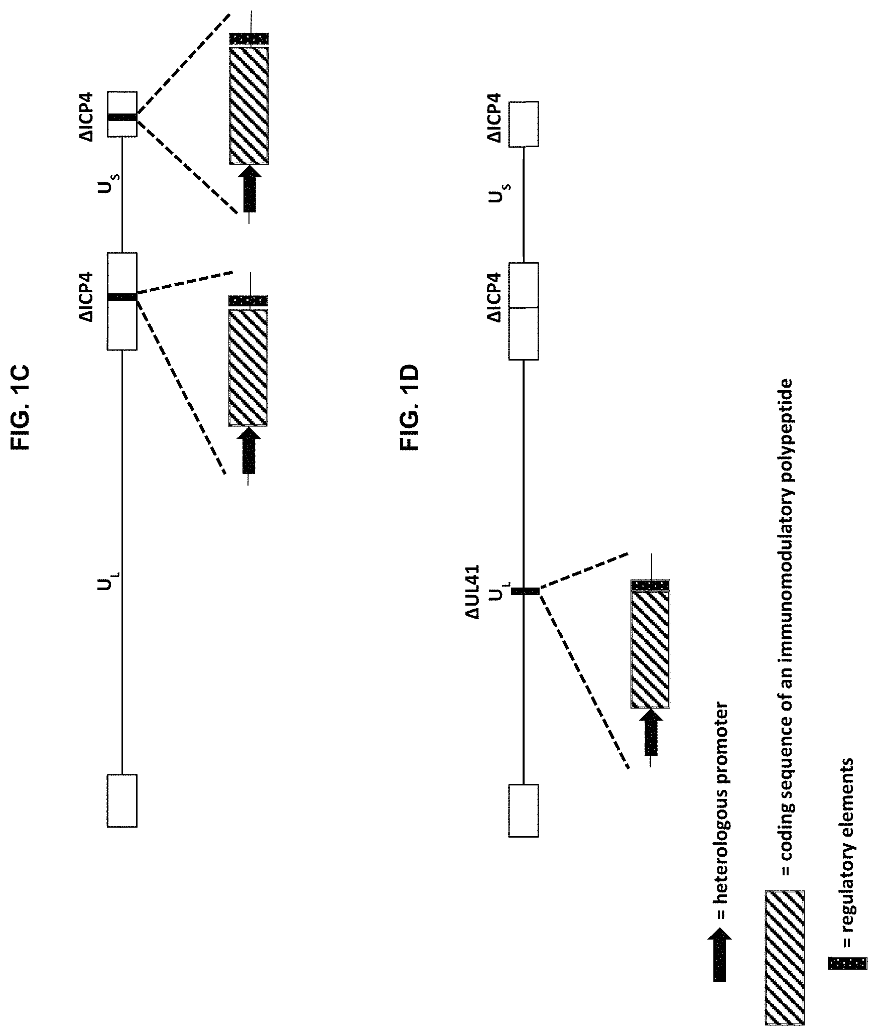 Patent US11779660 Figure 2 – Viral vectors for cancer therapy