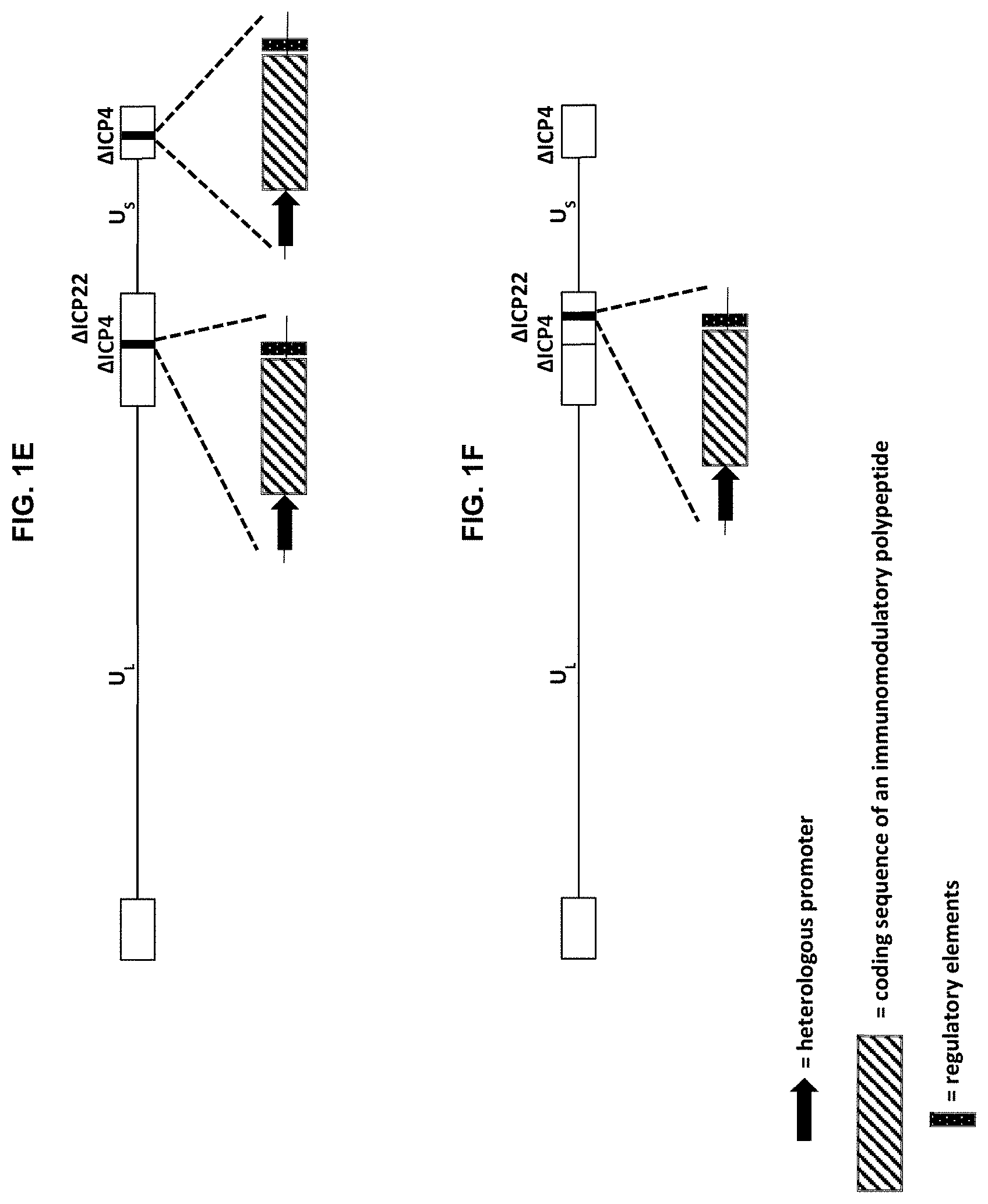 Patent US11779660 Figure 3 – Viral vectors for cancer therapy