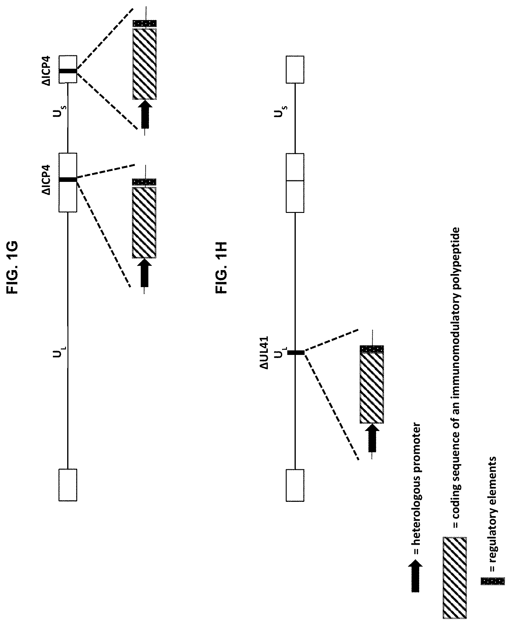 Patent US11779660 Figure 4 – Viral vectors for cancer therapy