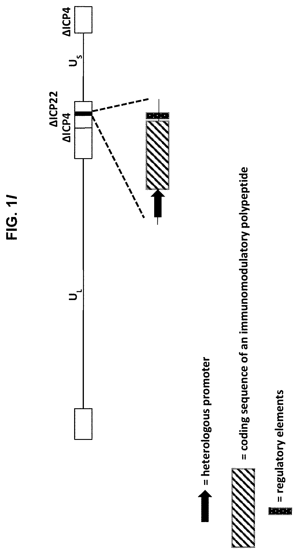 Patent US11779660 Figure 5 – Viral vectors for cancer therapy