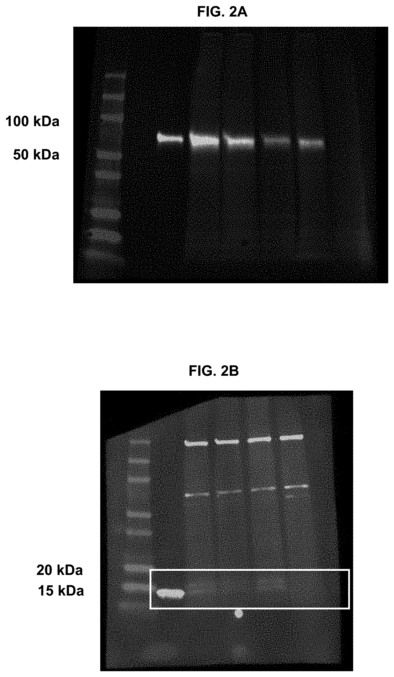 Patent US11779660 Figure 6 – Viral vectors for cancer therapy