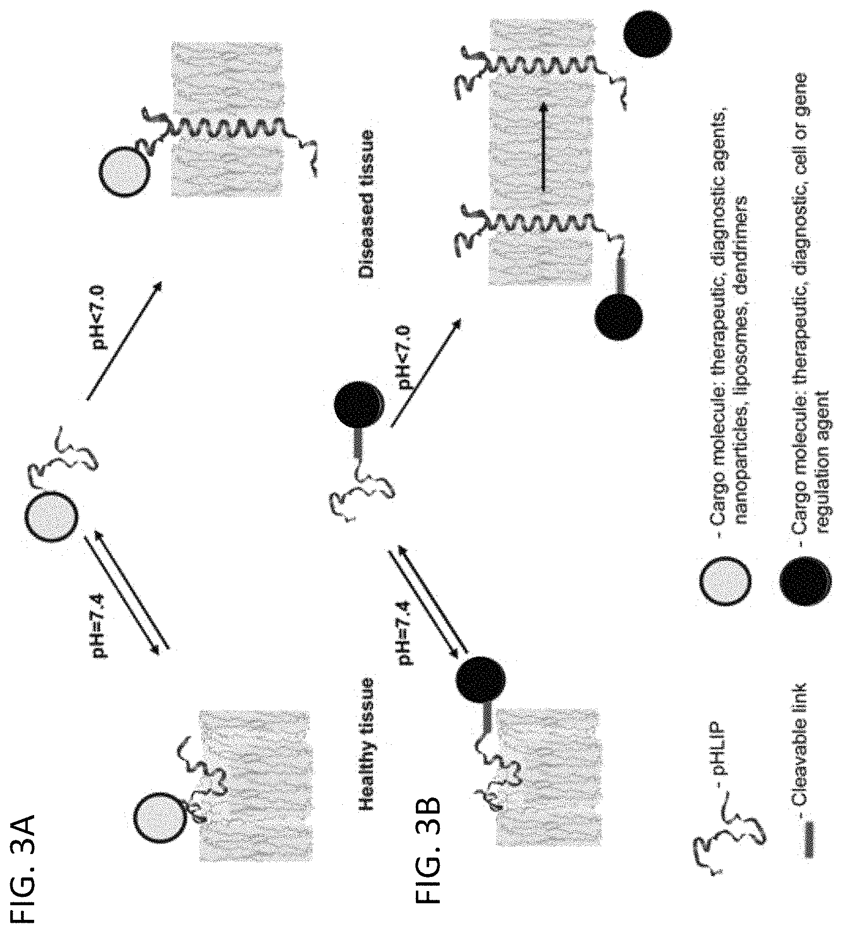 Patent US11779662 Figure 3 – Fluorescent compound comprising a fluorophore conjugated to a pH-triggered polypeptide