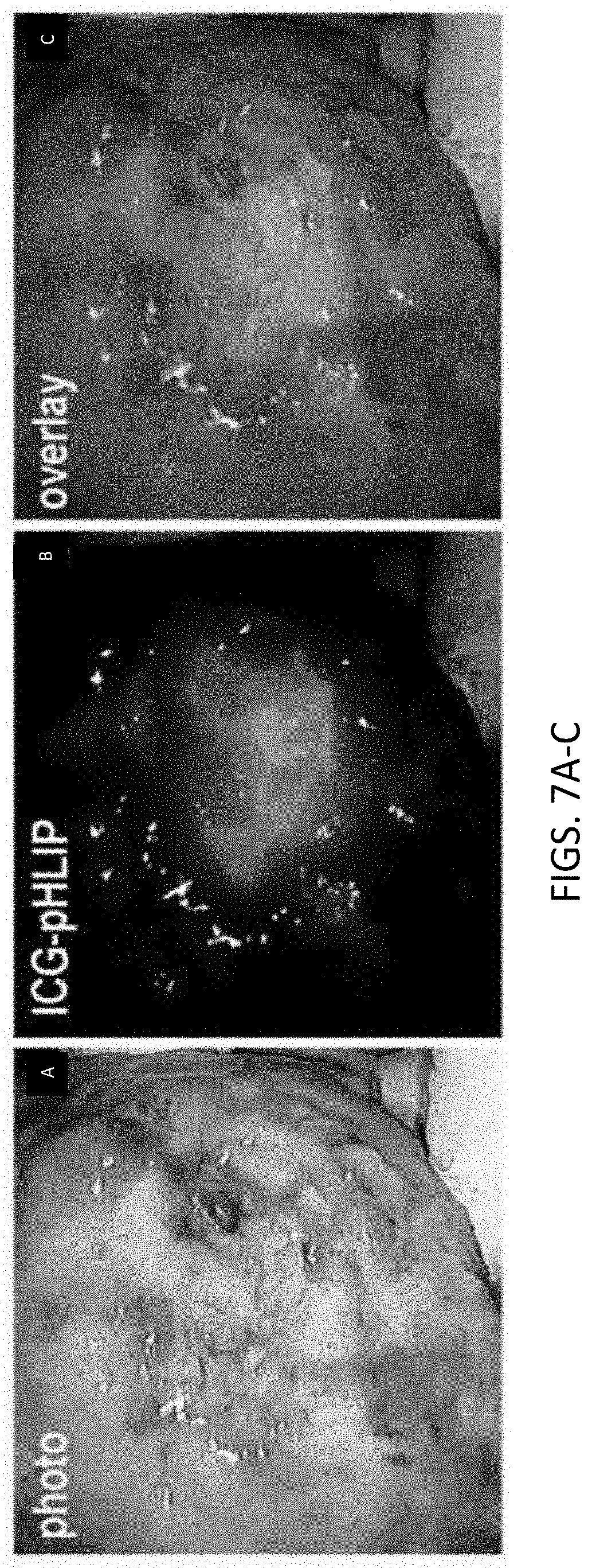 Patent US11779662 Figure 7 – Fluorescent compound comprising a fluorophore conjugated to a pH-triggered polypeptide