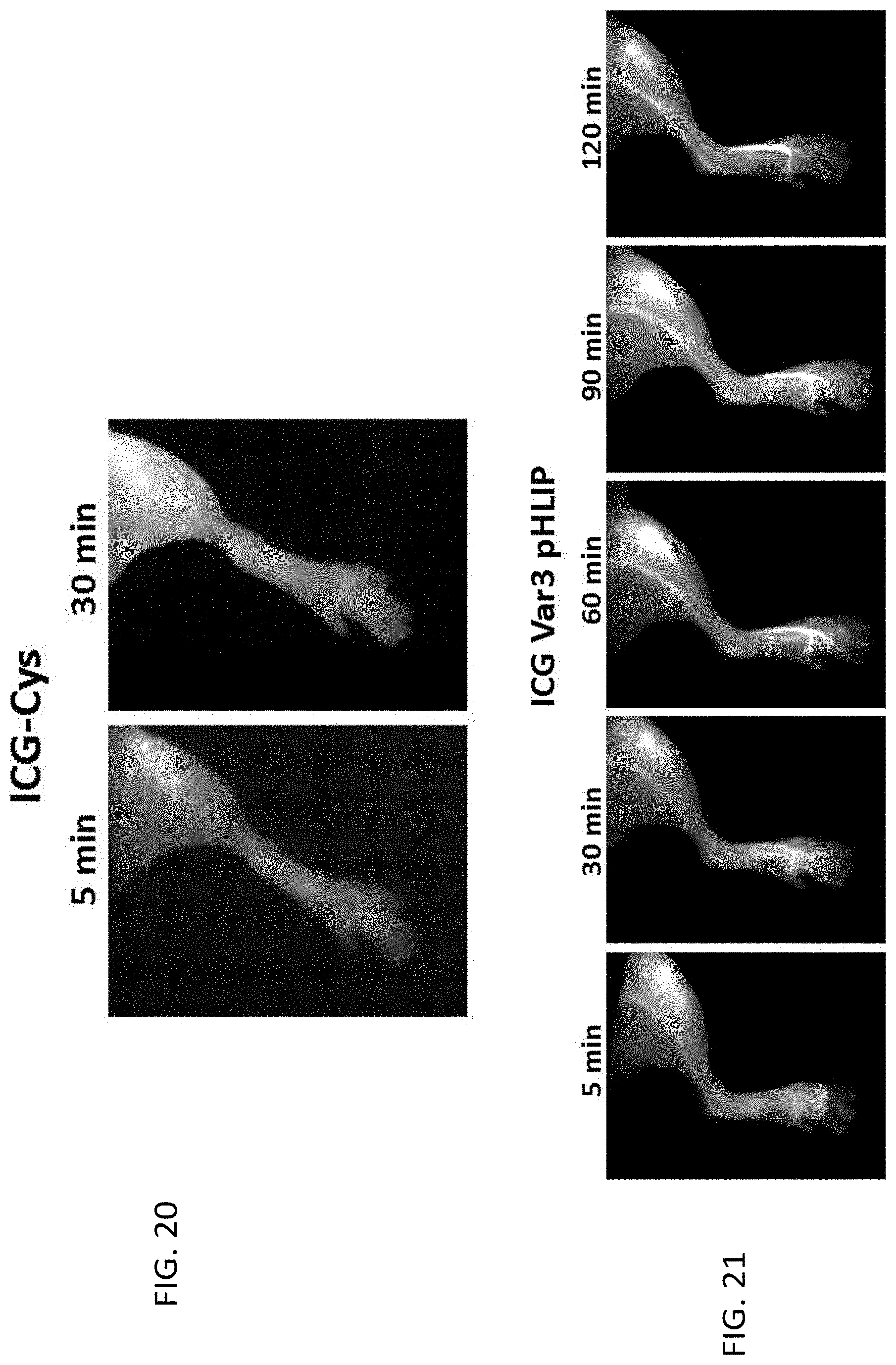 Patent US11779662 Figure 20 – Fluorescent compound comprising a fluorophore conjugated to a pH-triggered polypeptide
