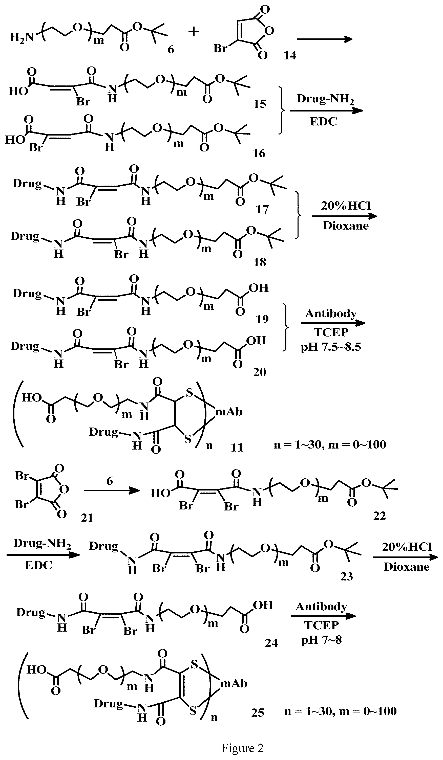 Patent US11779663 Figure 2 – Specific conjugation linkers, specific immunoconjugates thereof, methods of making and uses such conjugates thereof