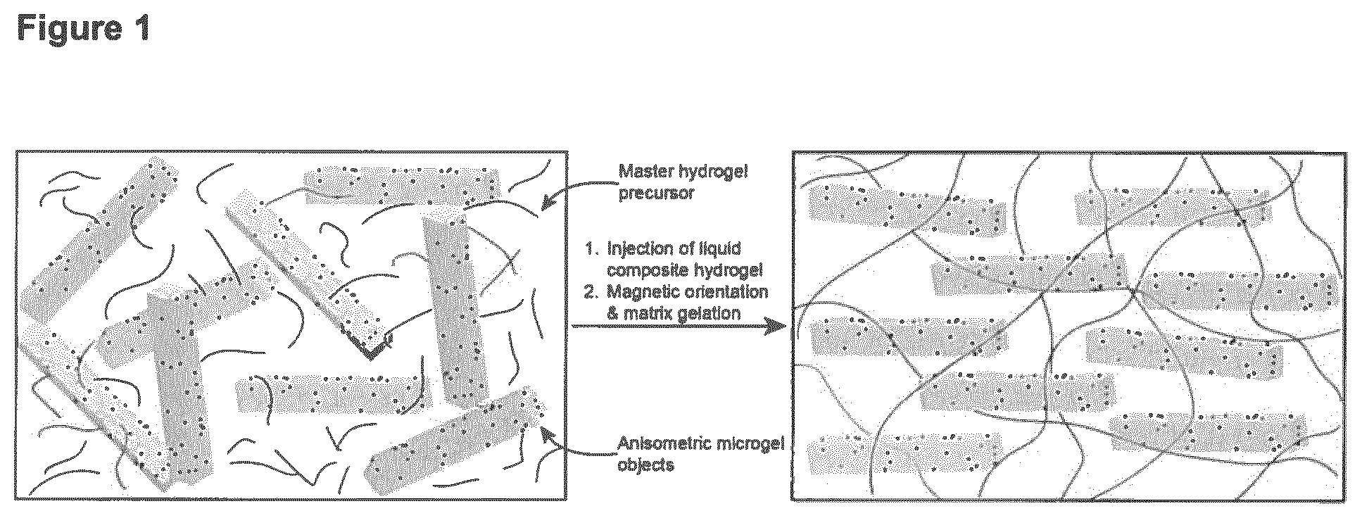 Patent US11779681 Figure 1 – Macroscopically alignable, injectable, soft hydrogel composition