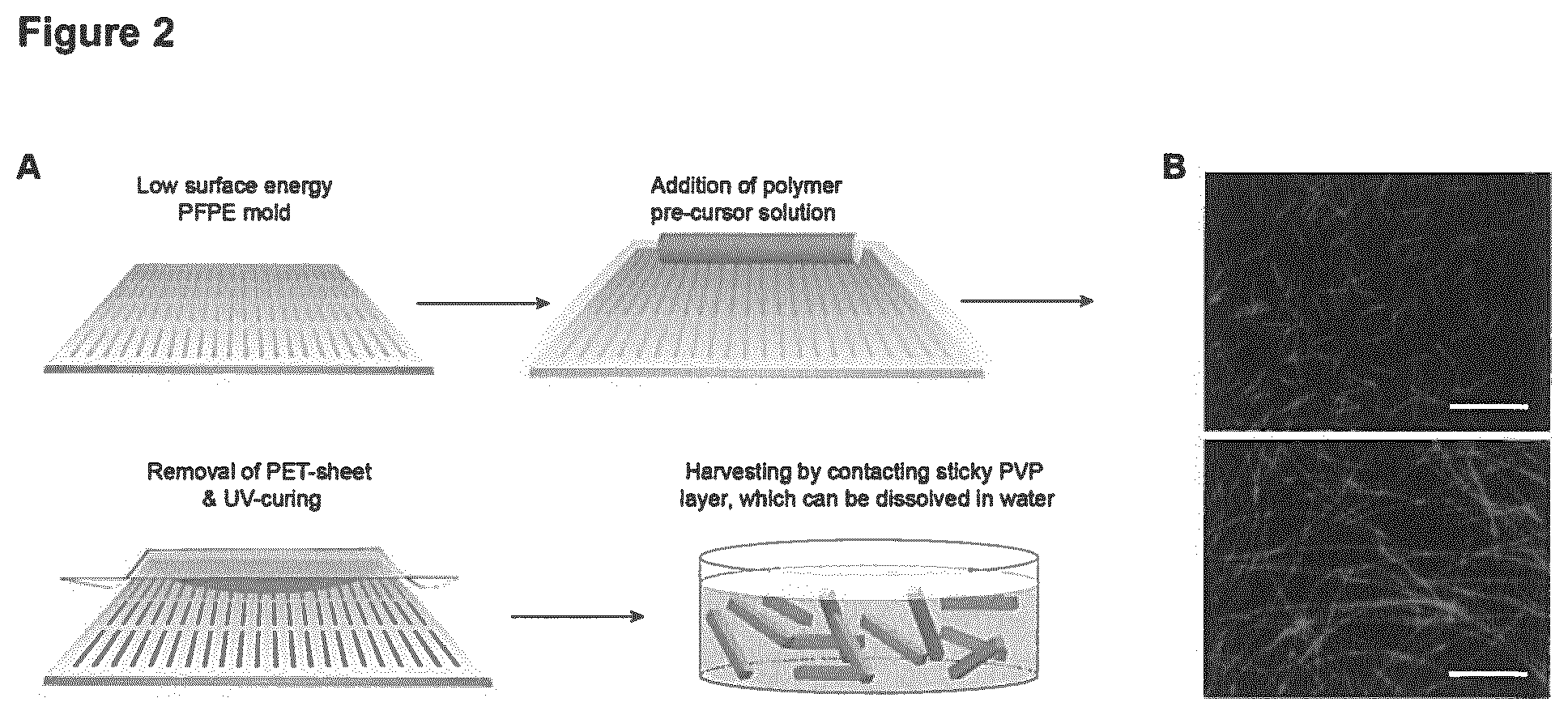 Patent US11779681 Figure 2 – Macroscopically alignable, injectable, soft hydrogel composition