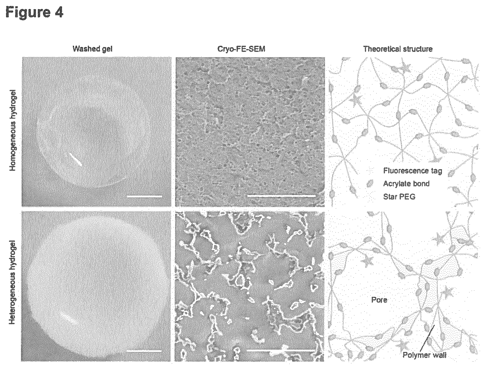 Patent US11779681 Figure 4 – Macroscopically alignable, injectable, soft hydrogel composition