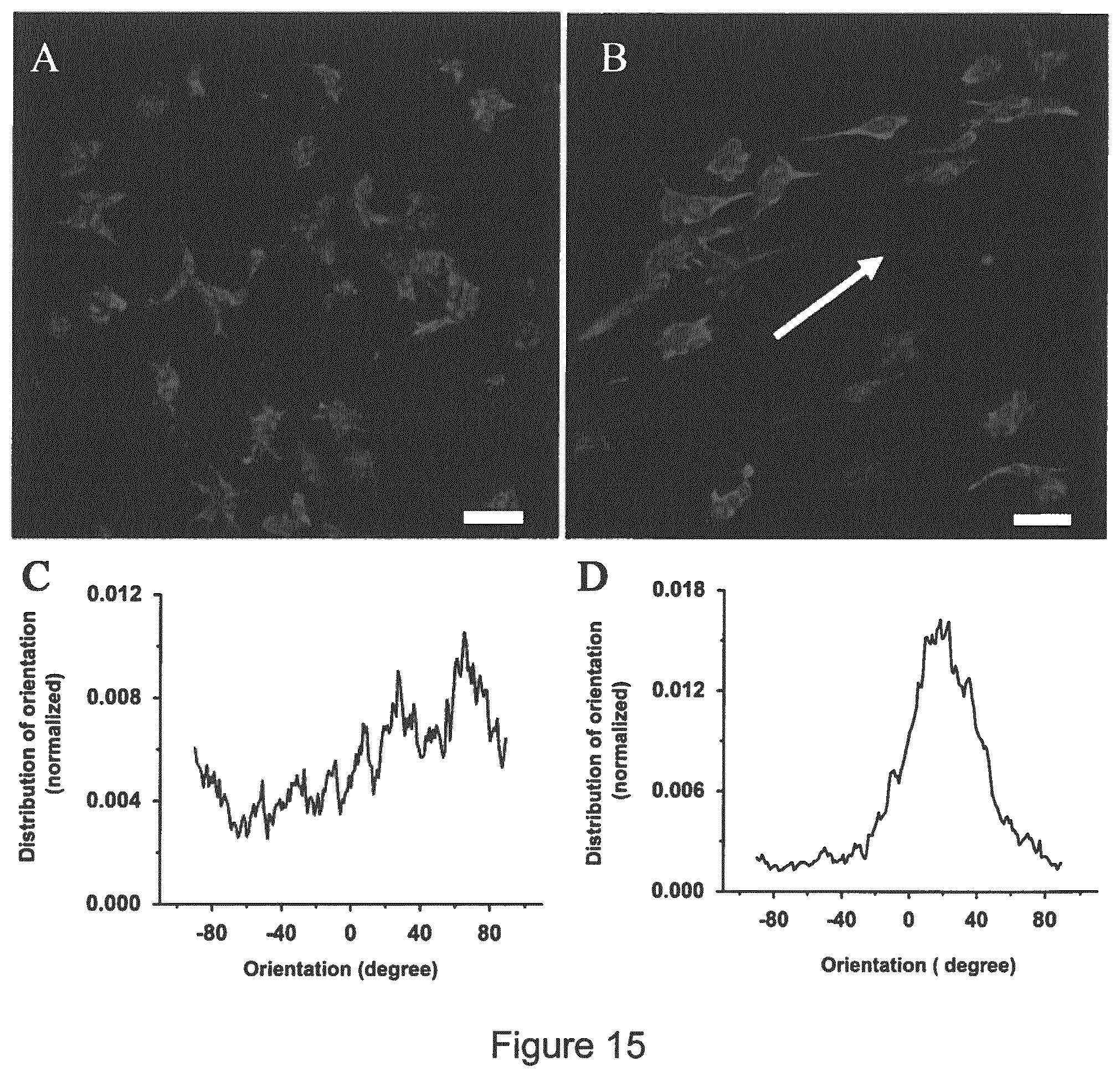 Patent US11779681 Figure 15 – Macroscopically alignable, injectable, soft hydrogel composition