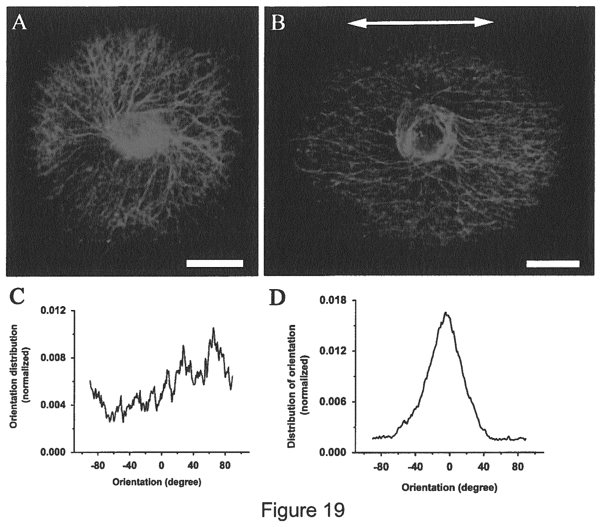 Patent US11779681 Figure 19 – Macroscopically alignable, injectable, soft hydrogel composition
