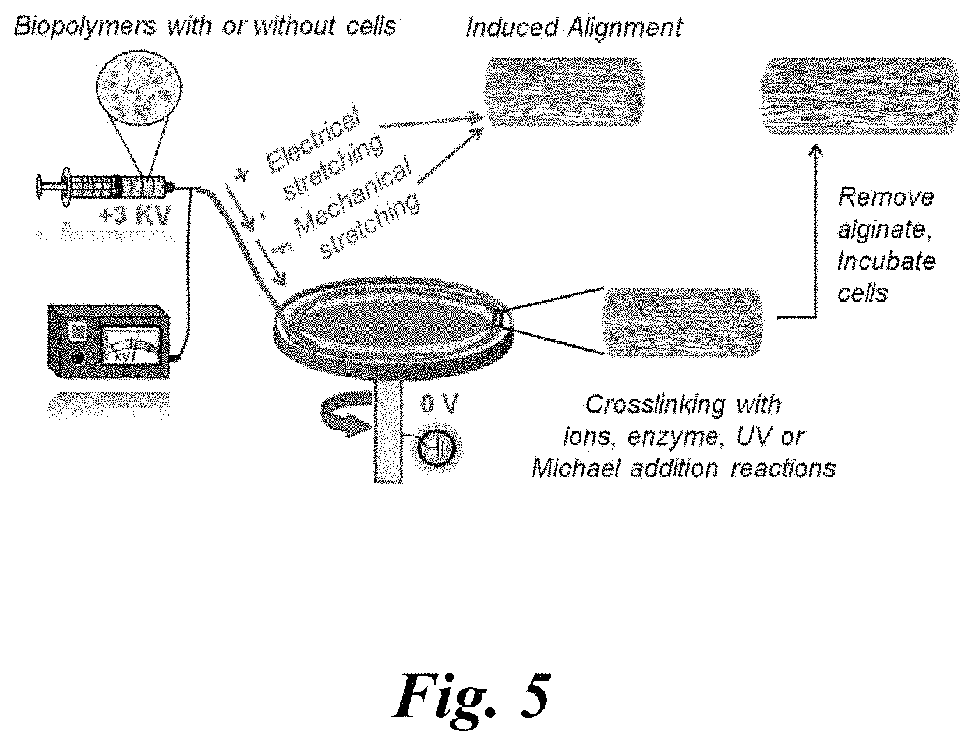 Patent US11779682 Figure 5 – Electro-mechanically stretched micro fibers and methods of use thereof