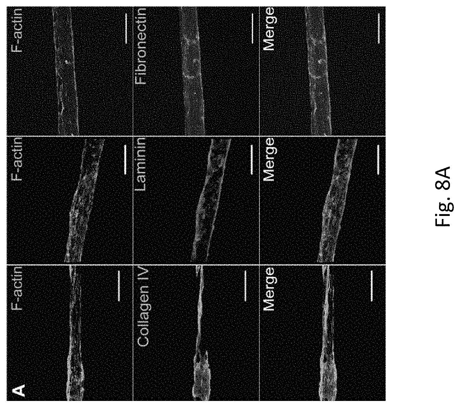 Patent US11779682 Figure 10 – Electro-mechanically stretched micro fibers and methods of use thereof