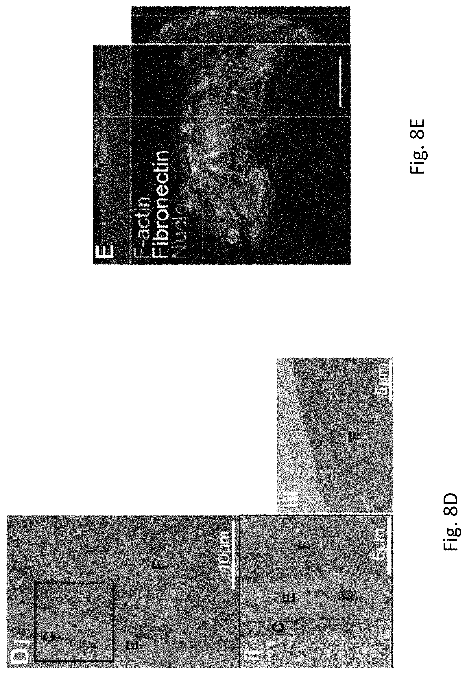 Patent US11779682 Figure 13 – Electro-mechanically stretched micro fibers and methods of use thereof