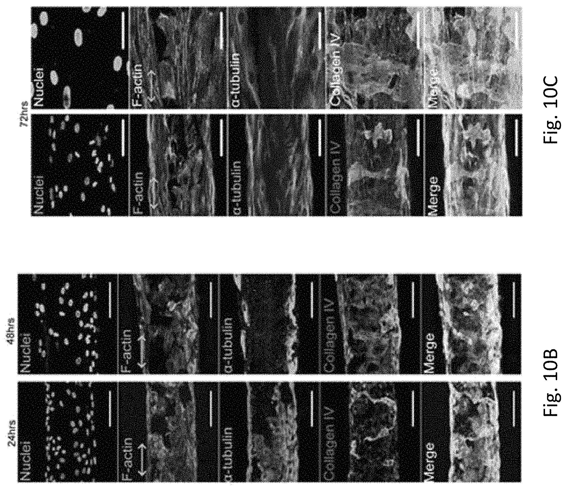 Patent US11779682 Figure 20 – Electro-mechanically stretched micro fibers and methods of use thereof